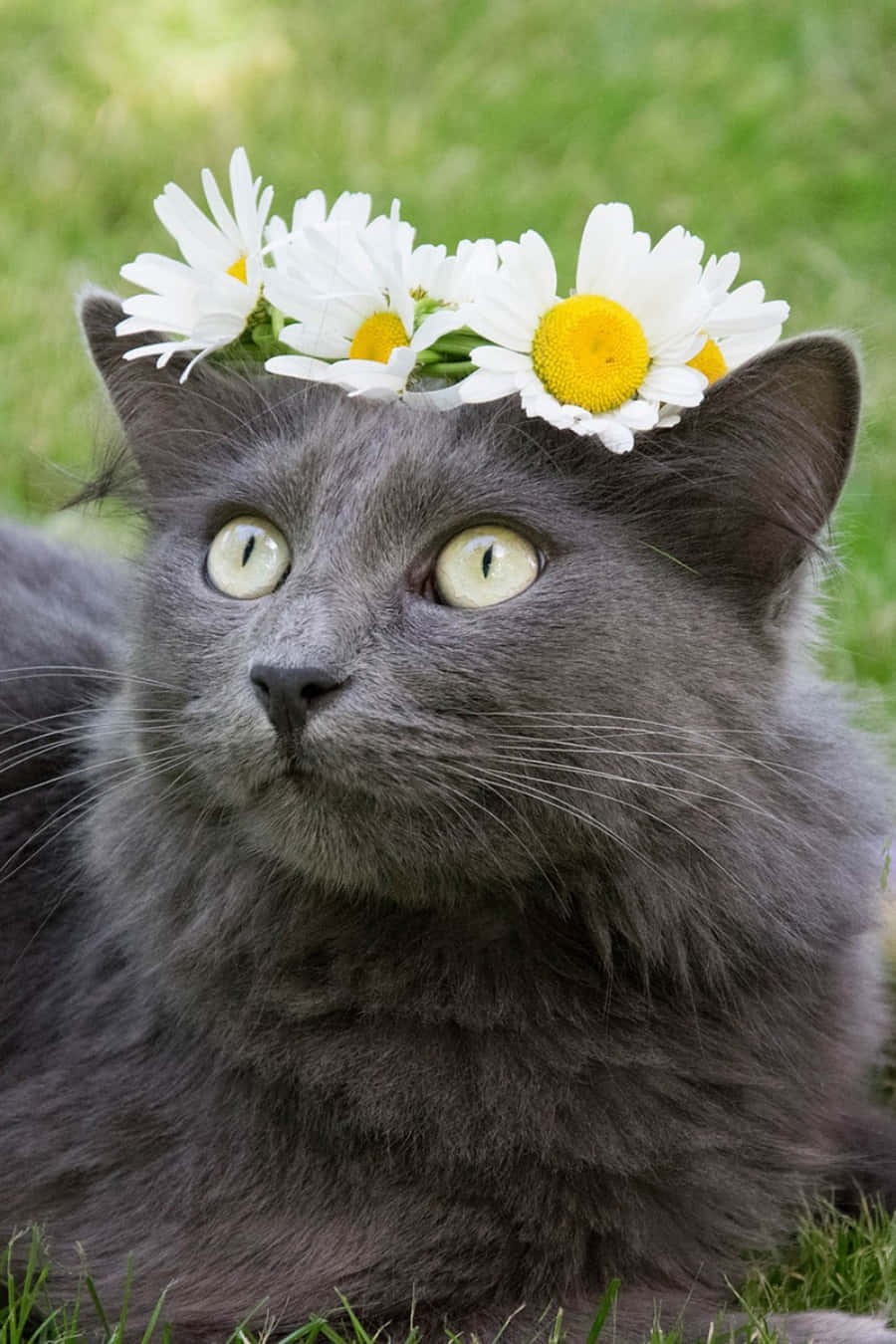 Beautiful Cats 桌布 壁紙 — 一隻毛茸茸的灰色貓咪，有著明亮的綠色眼睛，戴著白色雛菊花冠，躺在綠草地上休息。