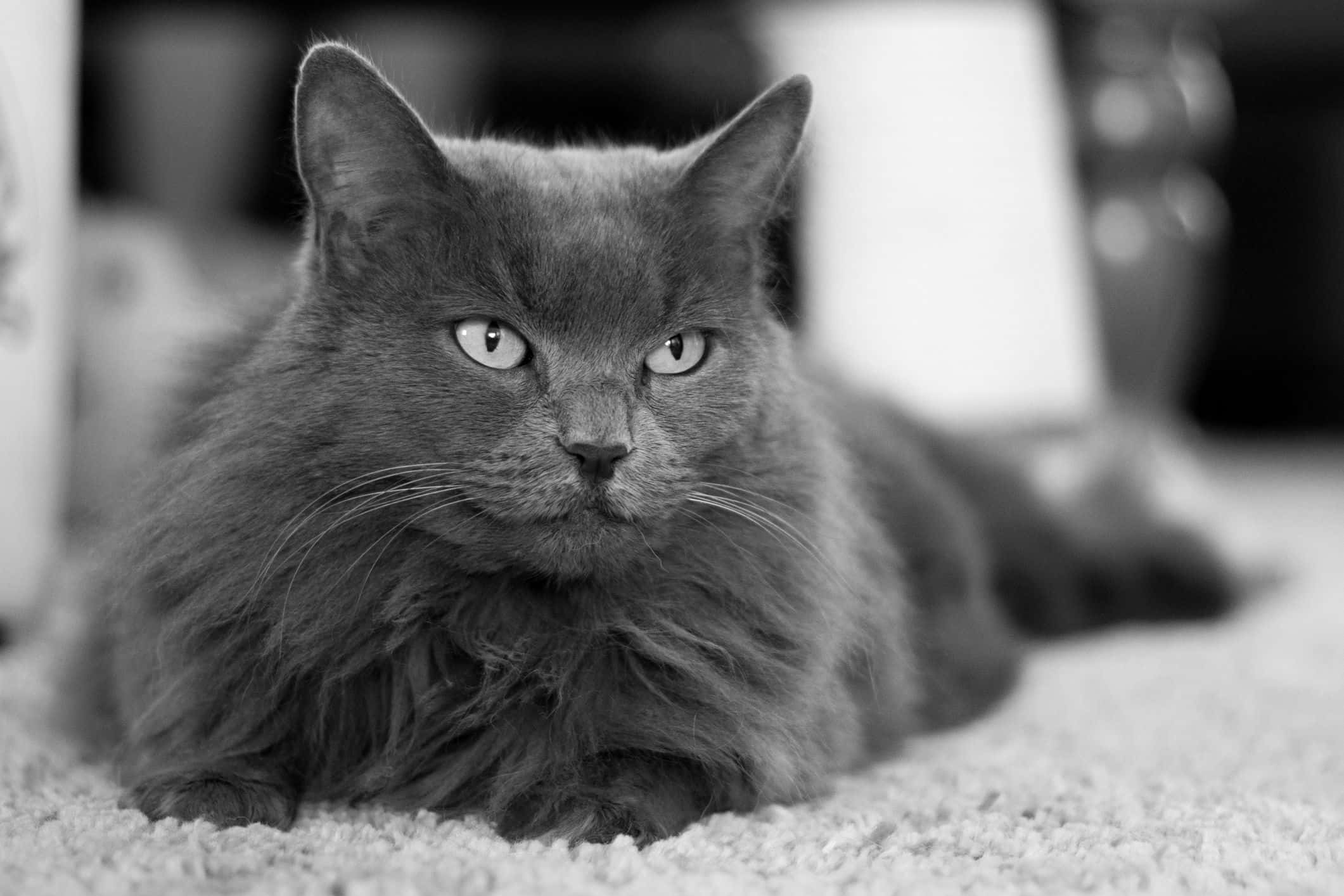 Russian Blue Cat 桌布 壁紙 — 一隻毛茸茸的灰色貓咪，眼睛引人注目，平靜地躺在有紋理的地毯上，構成黑白肖像。