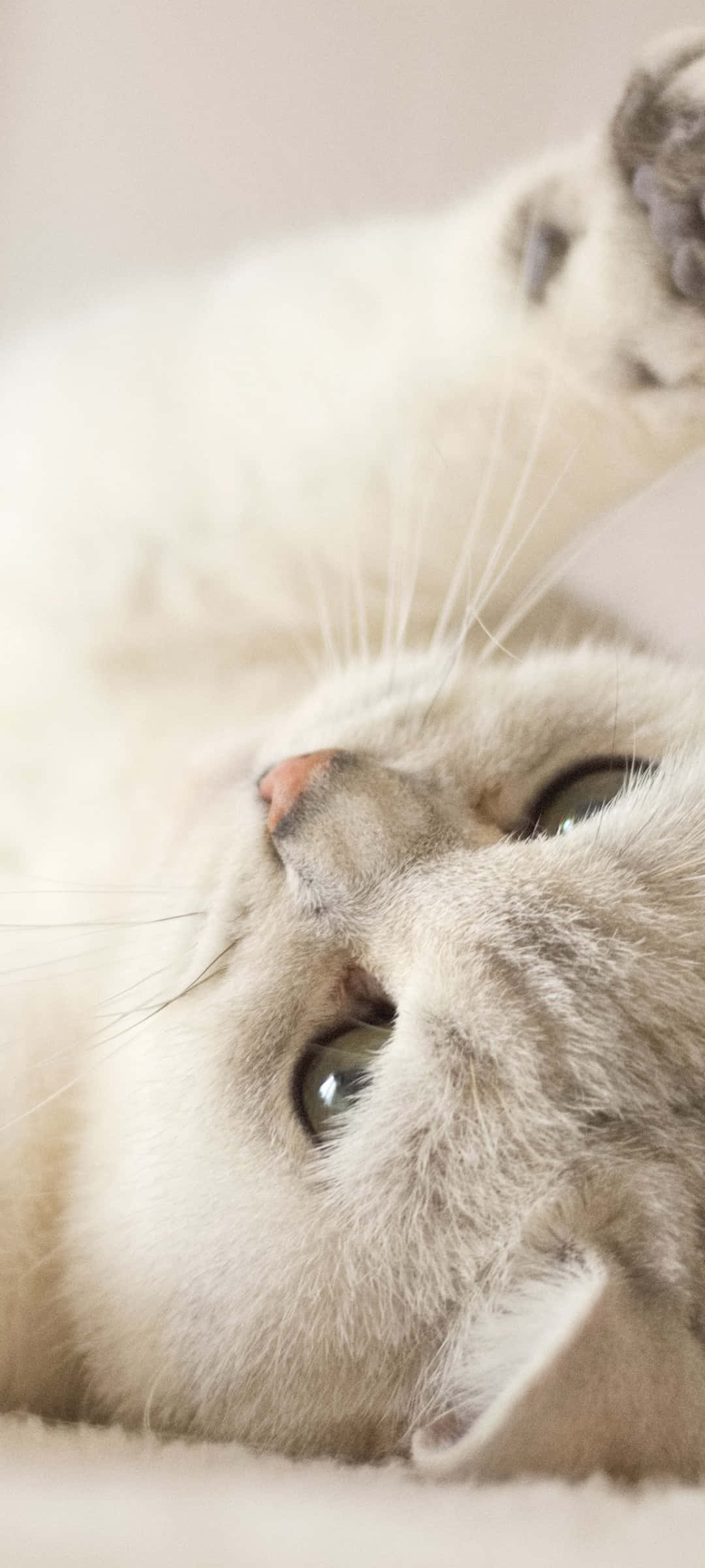 cute kitty 桌布 壁紙 — 一隻毛茸茸的灰色貓咪仰躺著，睜著大大的好奇眼睛，爪子舉起，在柔軟舒適的室內環境中的特寫。