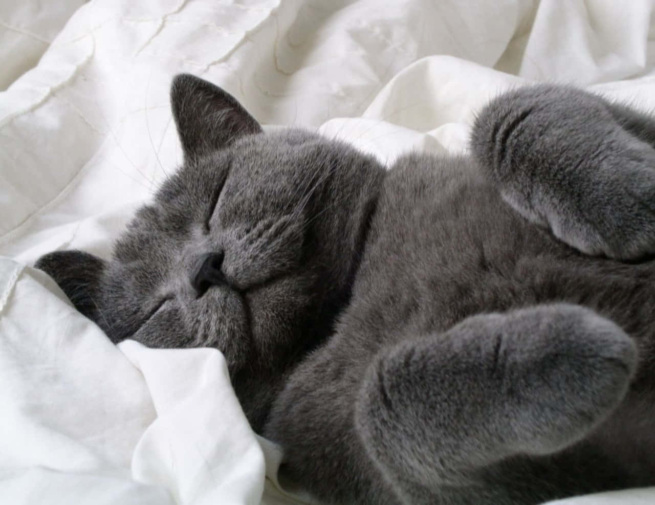 grey cat 桌布 壁紙 — 一隻毛茸茸的灰色貓咪在柔軟的白色床單上安睡，爪子放鬆，眼睛緊閉。