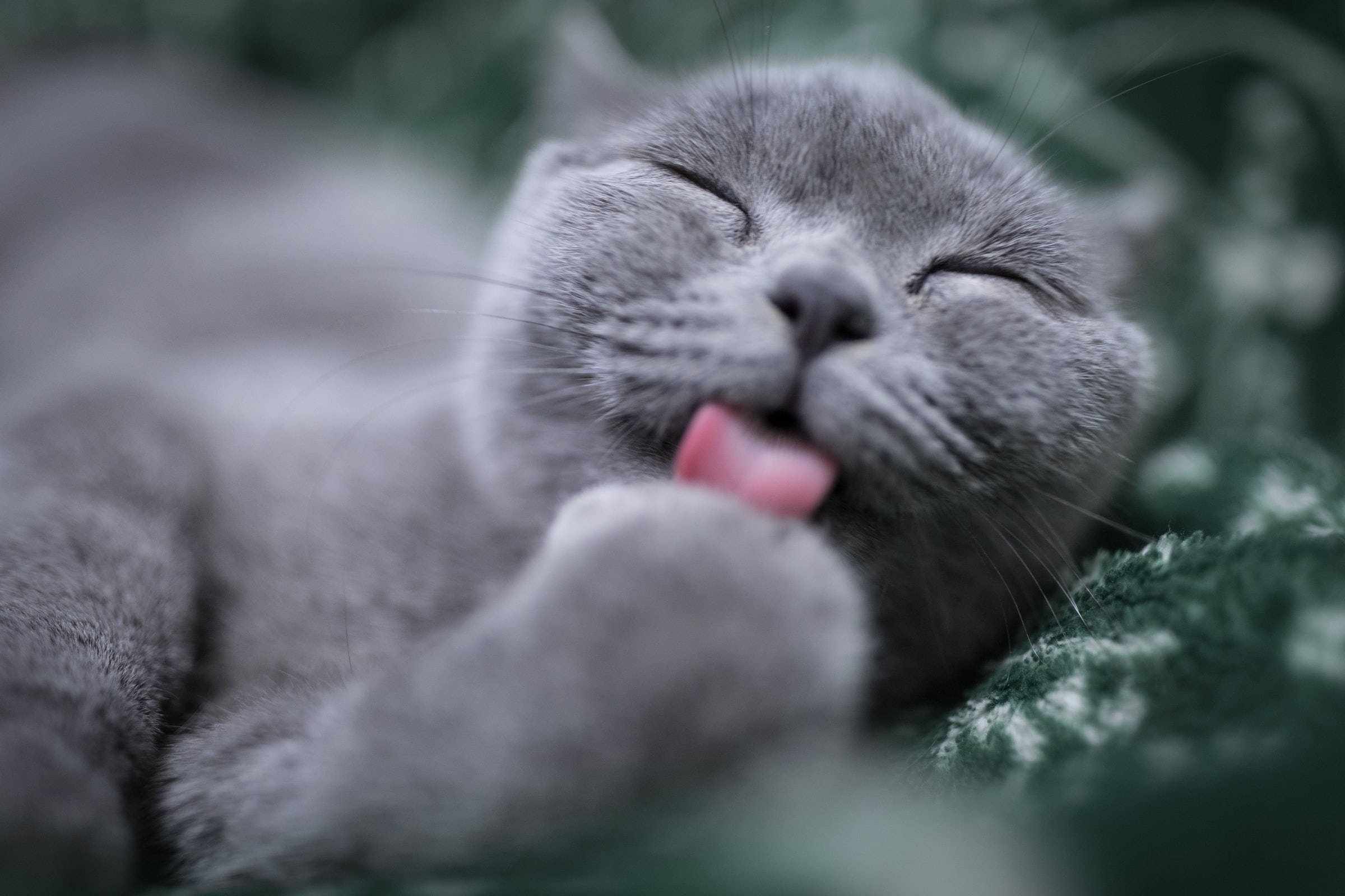 Cute Cat 桌布 壁紙 — 一隻毛茸茸的灰色貓咪在柔軟的綠色毯子上休息，幸福地舔著爪子。