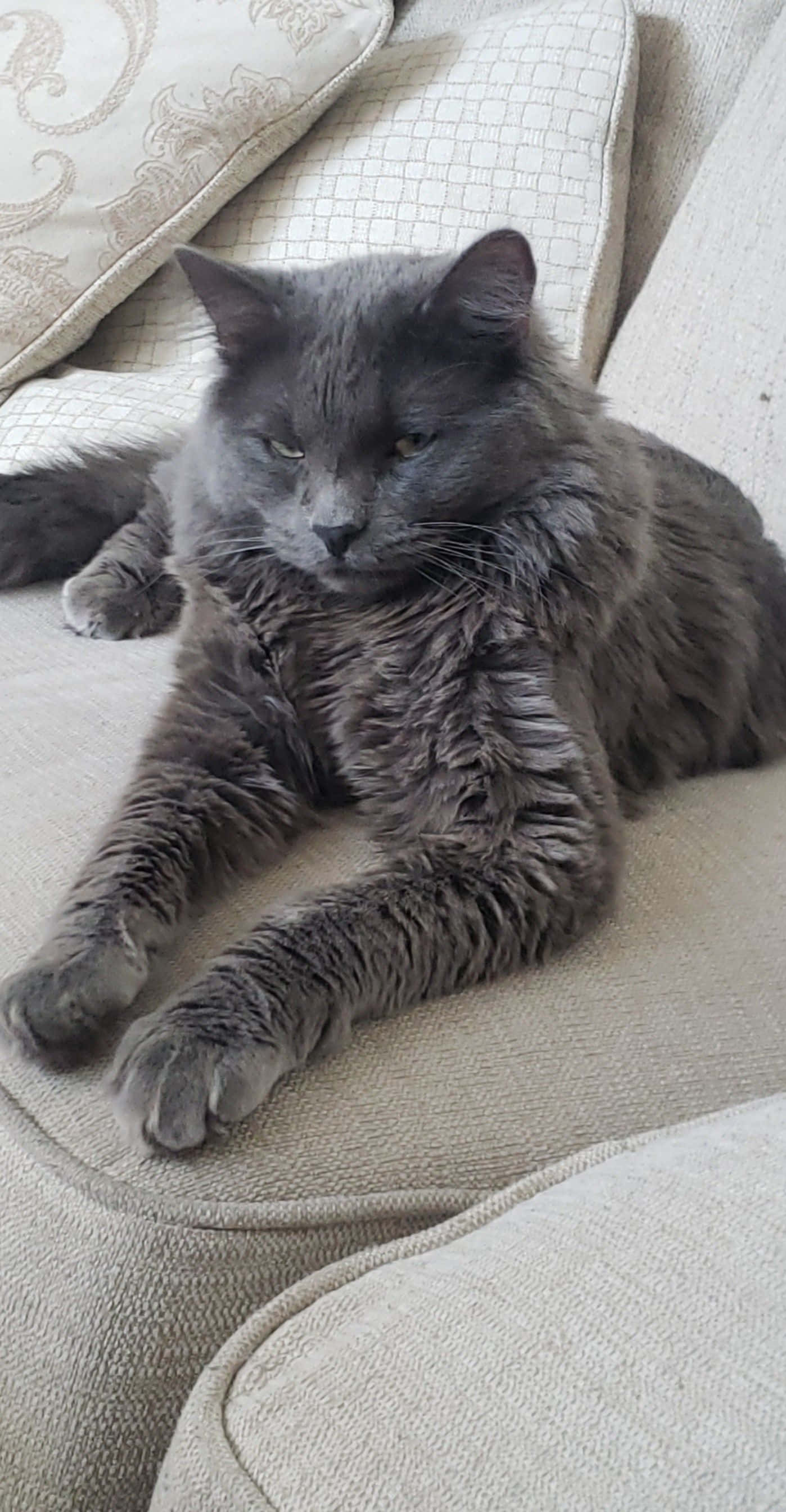 Nebelung 桌布 壁紙 — 一隻毛茸茸的灰色貓咪懶洋洋地躺在米色沙發上，沙發上有圖案靠墊，眼睛半閉，顯得放鬆而滿足。