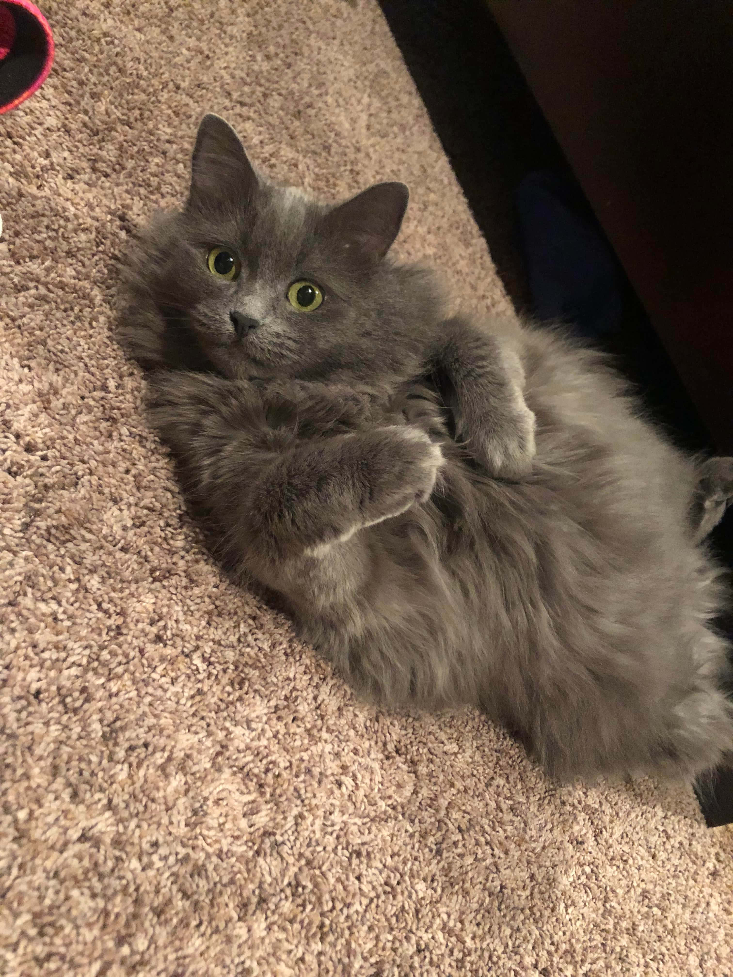 Nebelung 桌布 壁紙 — 一隻毛茸茸的灰色貓咪躺在米色地毯上，睜著明亮的綠色眼睛好奇地向上凝視。