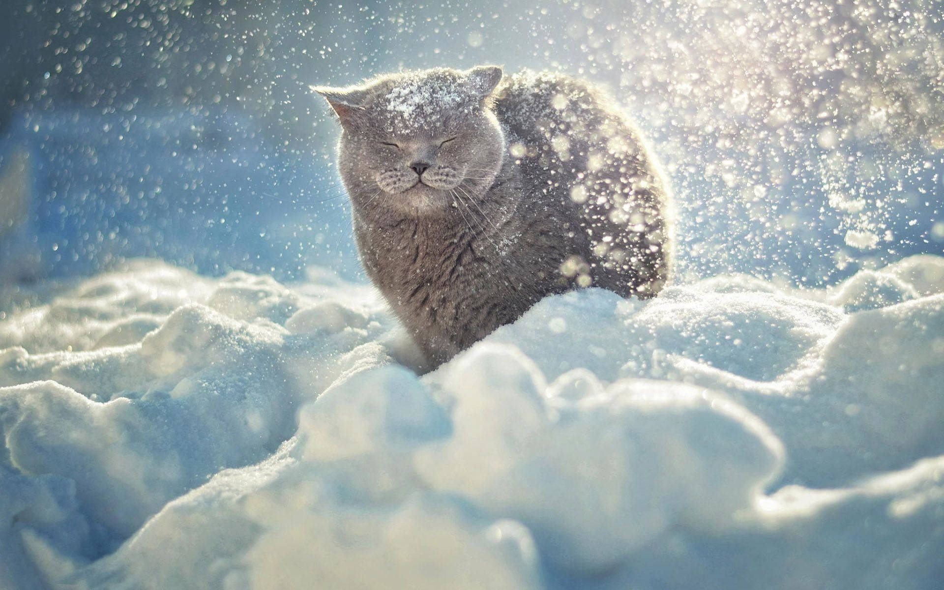  壁紙 — 一隻毛茸茸的灰色貓咪靜靜地坐在厚厚的雪中，陽光透過飄落的雪花在牠平靜的臉龐周圍閃爍。