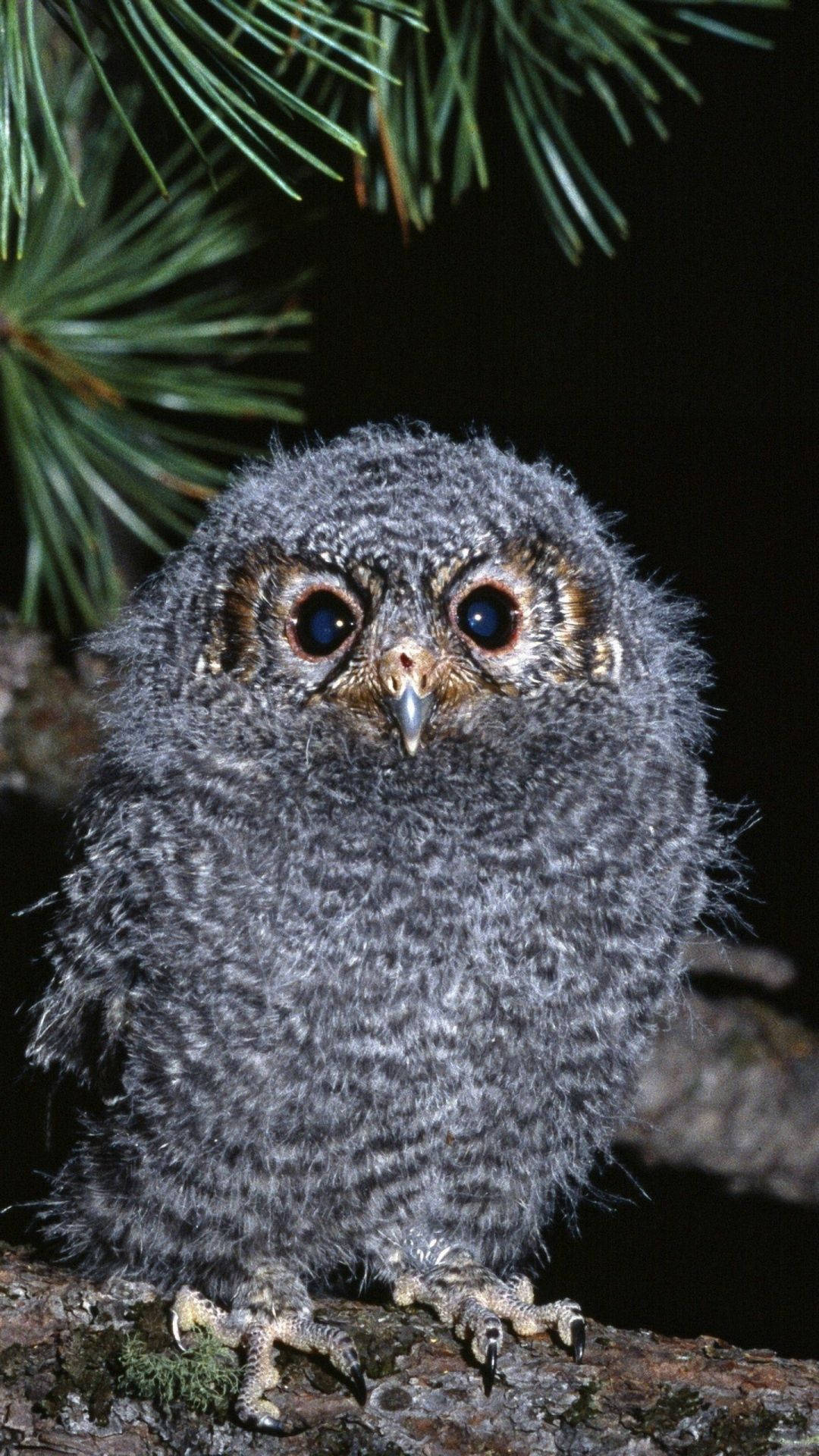 Baby Owl 桌布 壁紙 — 一隻毛茸茸的灰色貓頭鷹雛鳥棲息在長滿苔蘚的樹枝上，上方有松針，背景為深色。