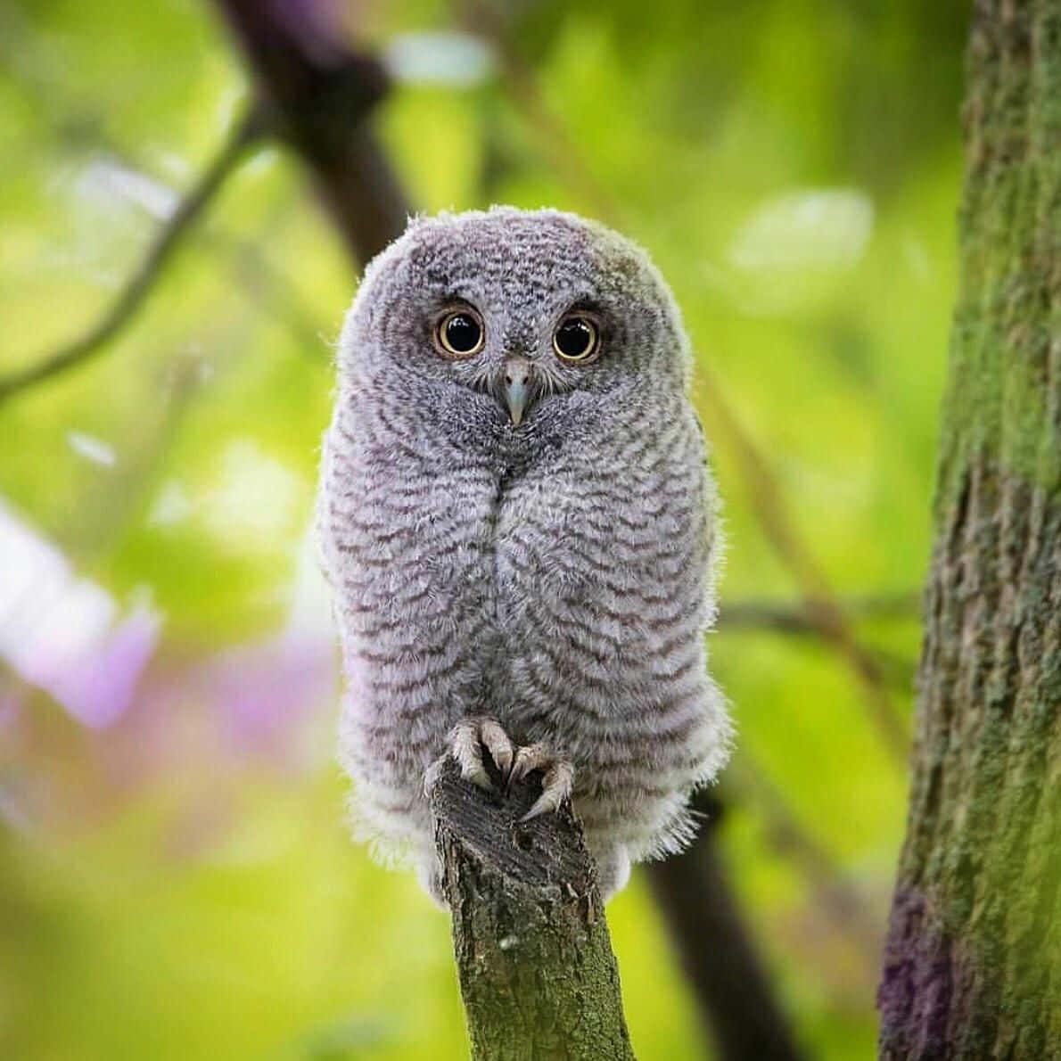 Baby Owl 桌布 壁紙 — 一隻毛茸茸的灰色貓頭鷹雛鳥棲息在樹枝上，明亮的眼睛襯托著柔和的綠色森林背景。