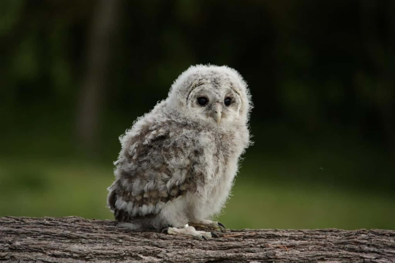 Baby Owl 桌布 壁紙 — 一隻毛茸茸的灰色貓頭鷹雛鳥警覺地棲息在粗糙的樹枝上，背景是柔和的綠色模糊森林。