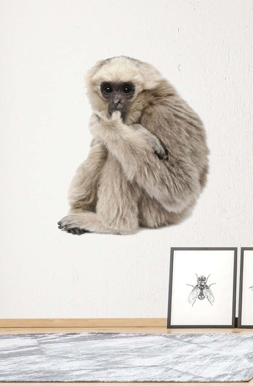 Android Gibbon 桌布 壁紙 — 一隻毛茸茸的灰色長臂猿若有所思地坐在白色牆壁上，牆下有一個木架，上面放著帶框的昆蟲素描。