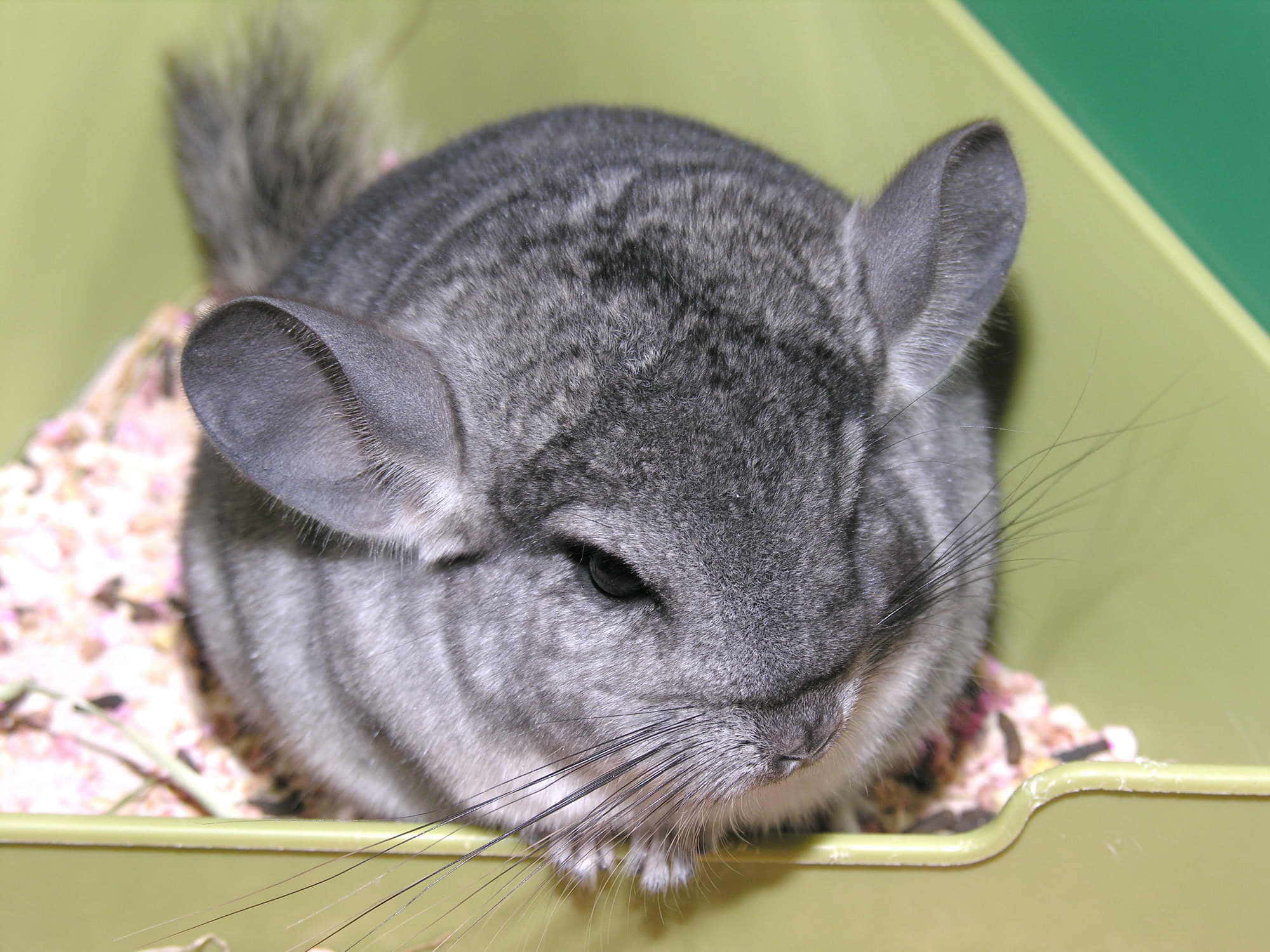 chinchilla 桌布 壁紙 — 一隻毛茸茸的灰色龍貓，有大耳朵，在綠色圍欄內色彩繽紛的墊料上休息。