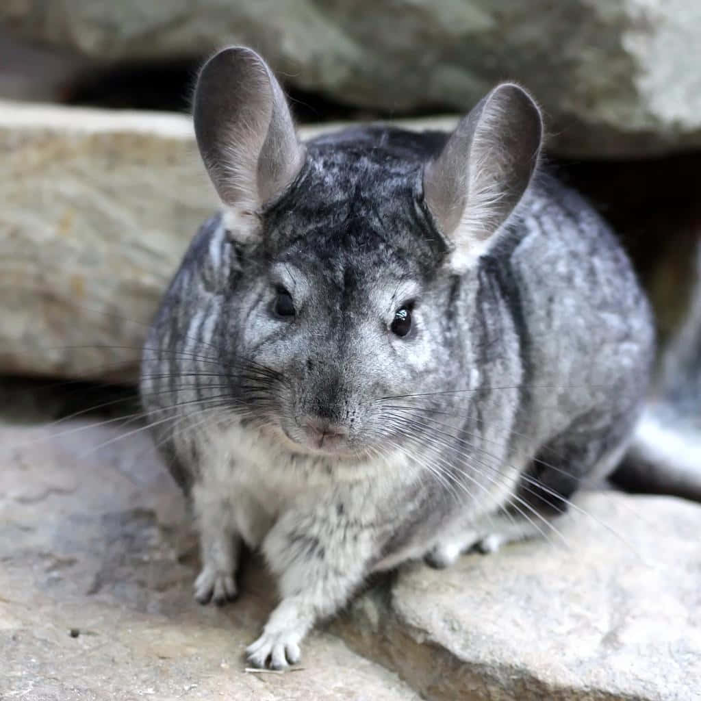 chinchilla 桌布 壁紙 — 一隻毛茸茸的灰色龍貓，有大耳朵，棲息在岩石地形上的特寫。