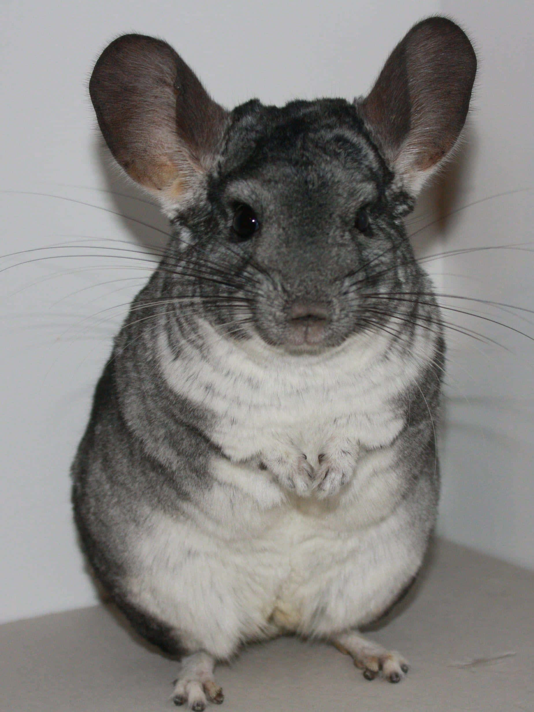 chinchilla 桌布 壁紙 — 一隻毛茸茸的灰色龍貓，有大耳朵和白色胸部，在純白色背景上直立坐著。