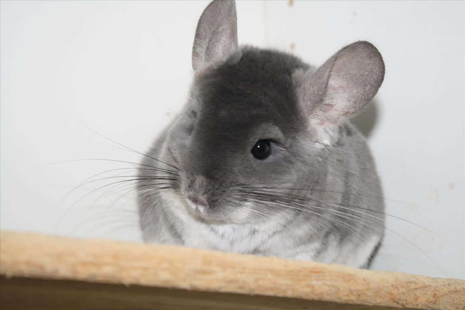 chinchilla 桌布 壁紙 — 一隻毛茸茸的灰色龍貓，有大耳朵和長鬍鬚，在木架邊緣探頭的特寫。