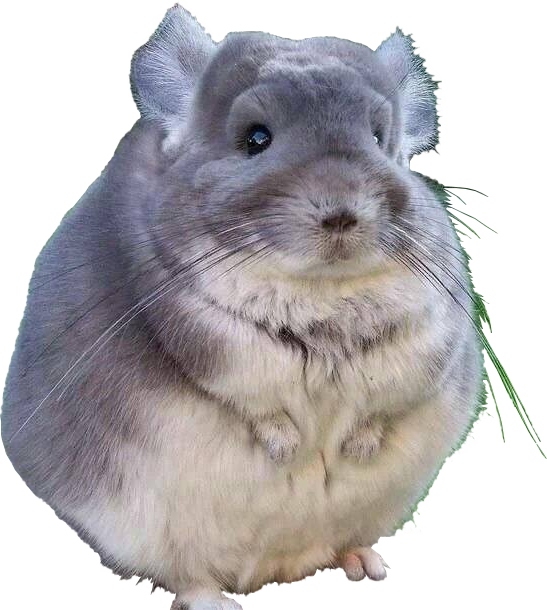chinchilla 桌布 壁紙 — 一隻毛茸茸的灰色龍貓，有大耳朵和鬍鬚，靜靜地坐在綠色花園的石頭上。