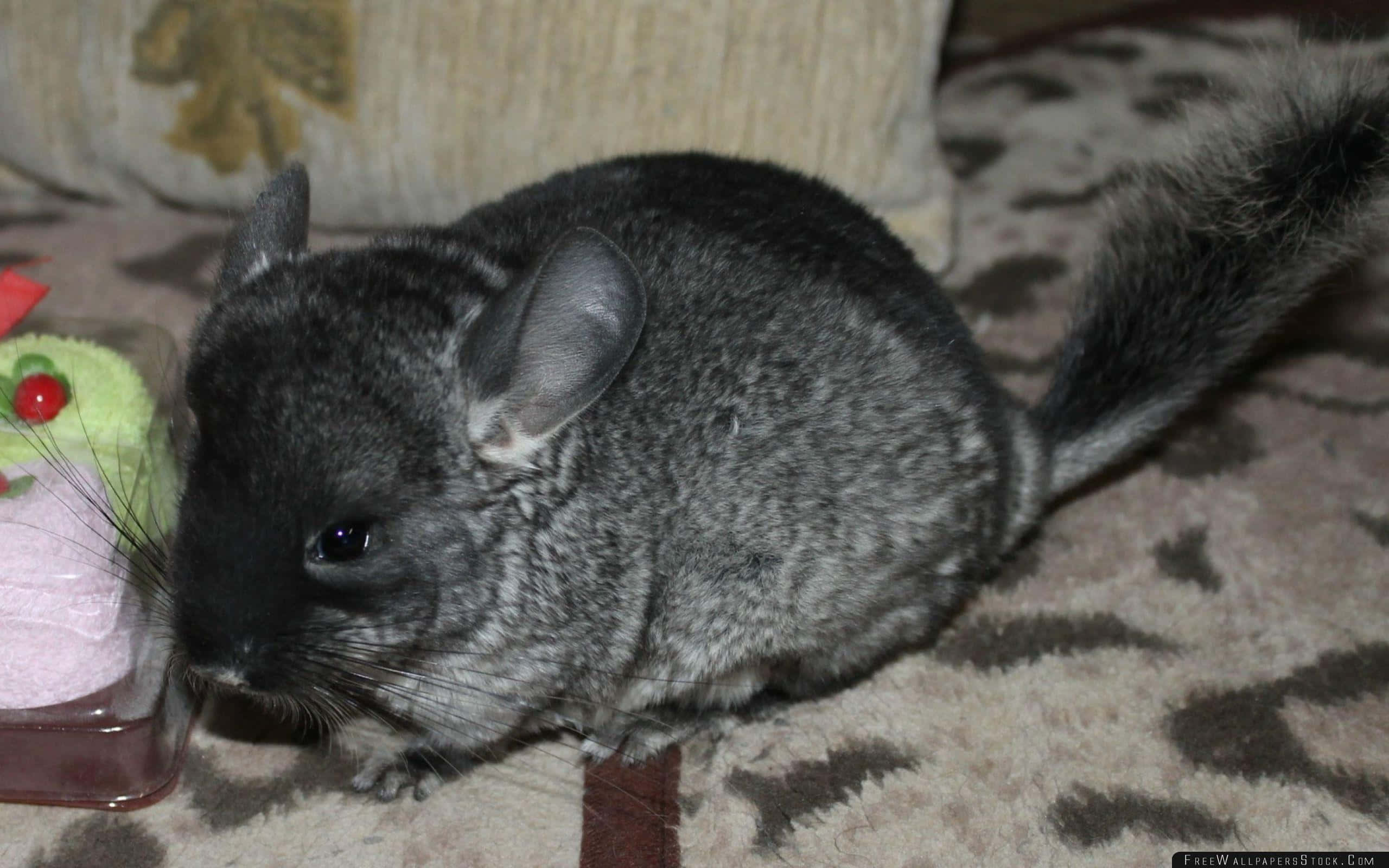 chinchilla 桌布 壁紙 — 一隻毛茸茸的灰色龍貓，有大耳朵和蓬鬆的尾巴，坐在有圖案的地毯上，靠近一個小容器。