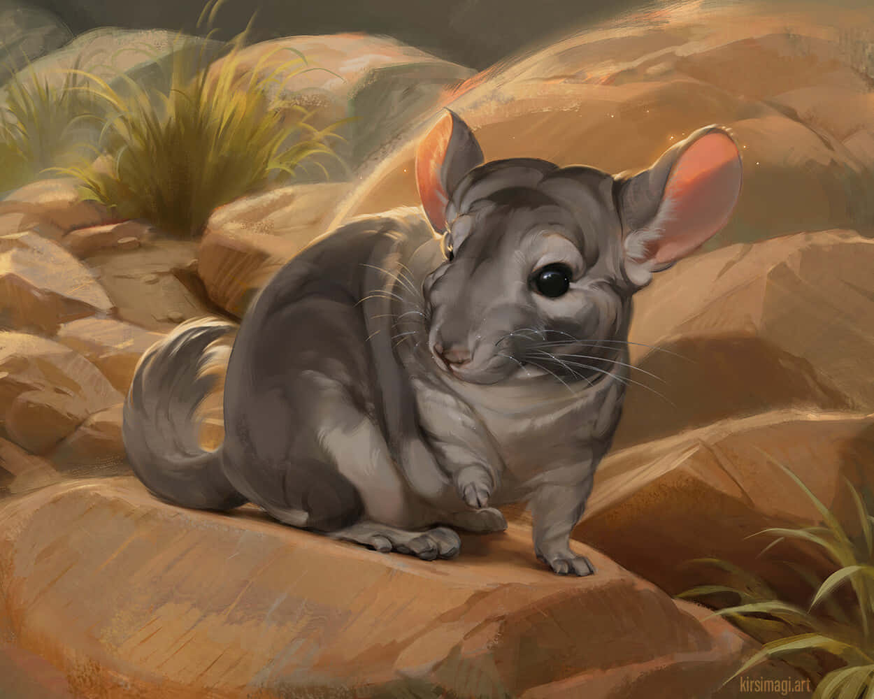 chinchilla 桌布 壁紙 — 一隻毛茸茸的灰色龍貓，粉紅色耳朵，警覺地坐在陽光照射的岩石上，周圍是稀疏的綠草。