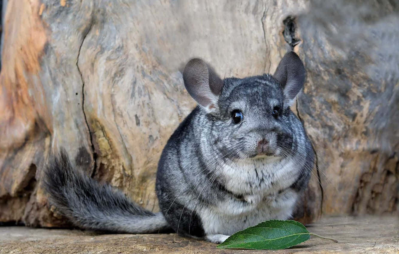 chinchilla 桌布 壁紙 — 一隻毛茸茸的灰色龍貓，耳朵很大，警覺地坐在一個風化的樹樁前，一片綠葉放在牠的爪子旁邊。