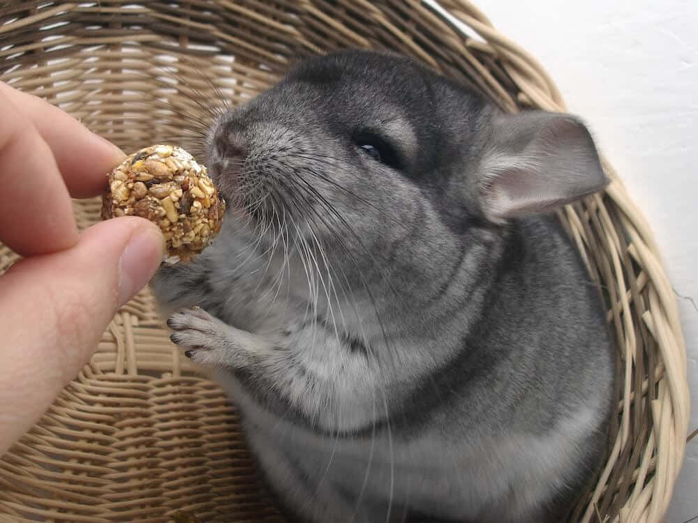 寵物動圖 桌布 壁紙 — 一隻毛茸茸的灰色龍貓坐在編織籃裡，輕輕啃咬著人類手中遞來的種子球。