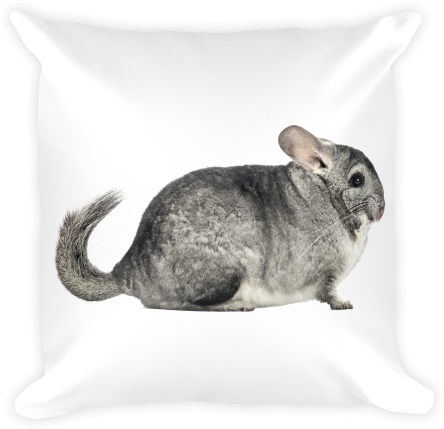 chinchilla 桌布 壁紙 — 一隻毛茸茸的灰色龍貓安靜地坐在白色枕頭上，背景是純黑色。