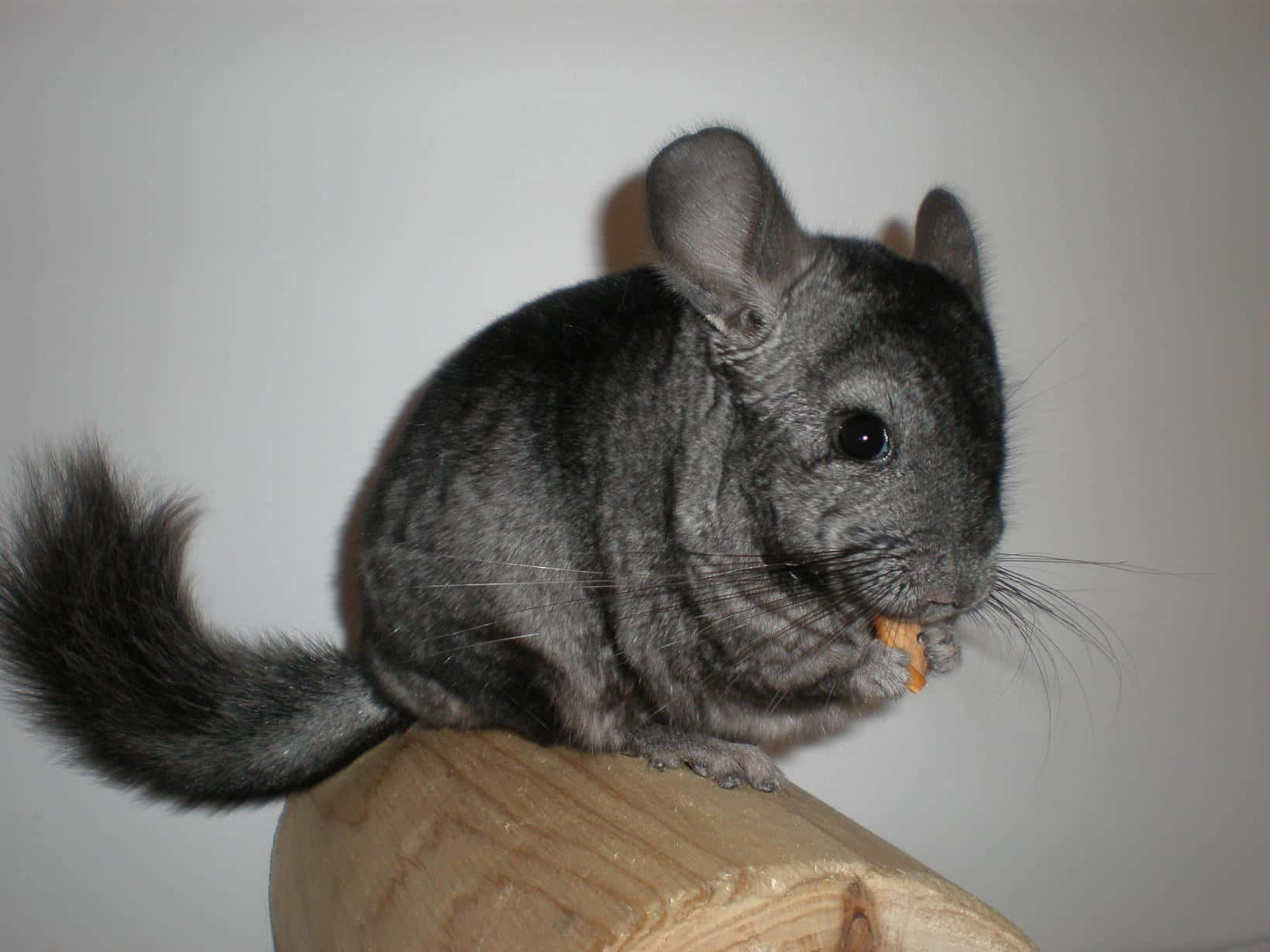 chinchilla 桌布 壁紙 — 一隻毛茸茸的灰色龍貓棲息在木頭上，對著純白背景啃著一小塊橙色零食。