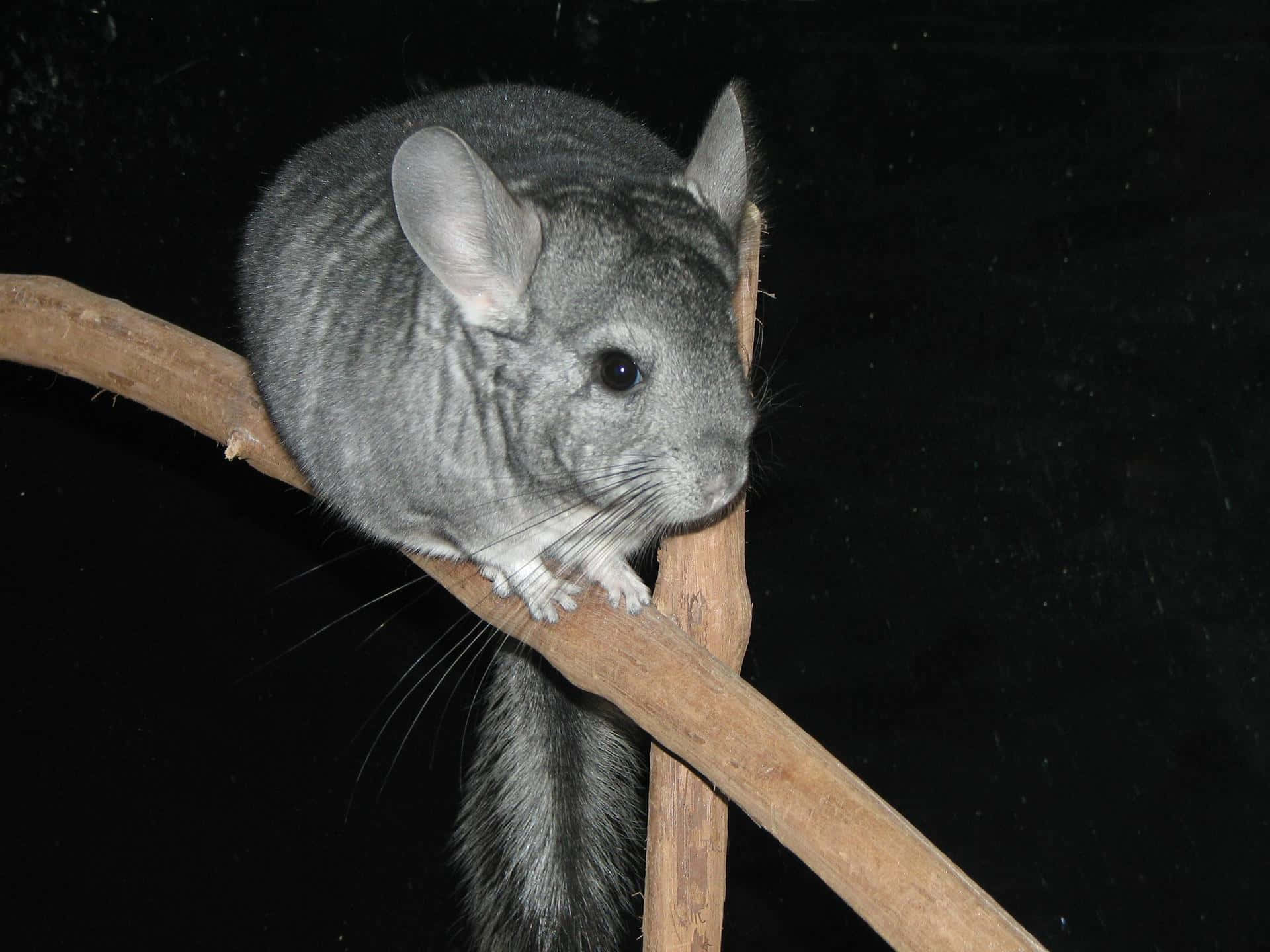 chinchilla 桌布 壁紙 — 一隻毛茸茸的灰色龍貓警覺地棲息在木枝上，背景是純黑色。