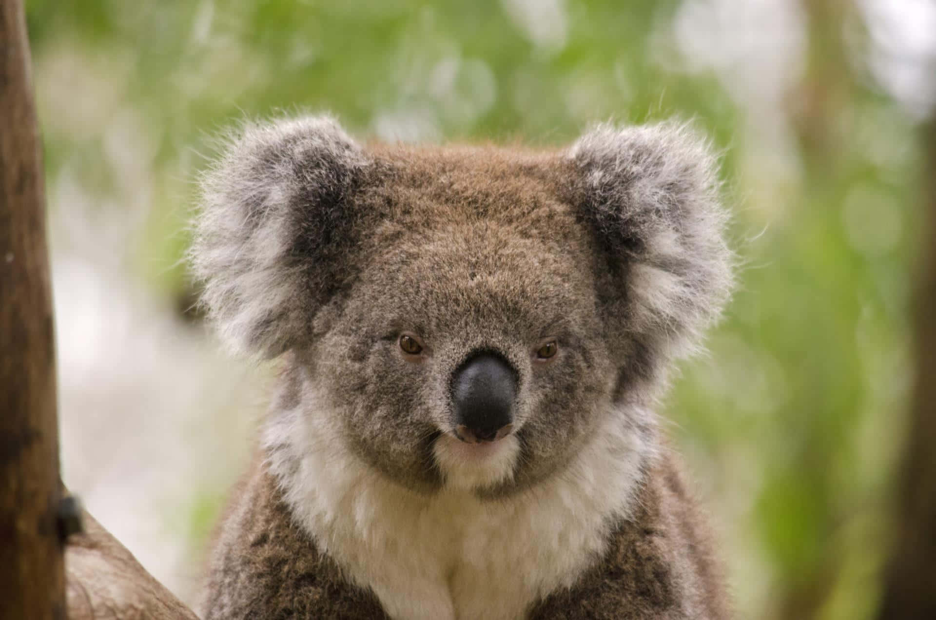 Koala 桌布 壁紙 — 一隻毛茸茸的無尾熊，有大耳朵和黑色鼻子，棲息在綠色森林的樹枝上的特寫。