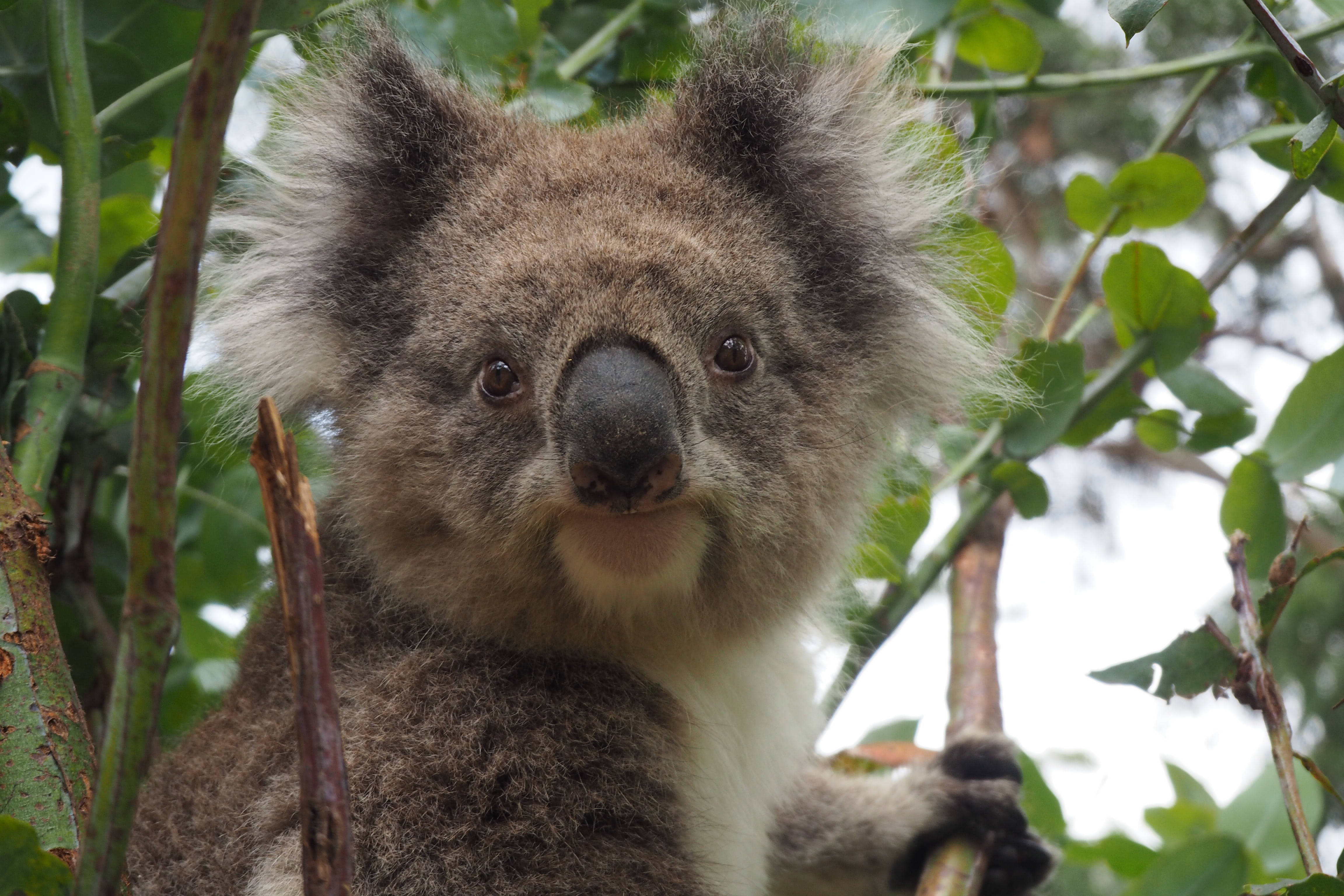 Koala 桌布 壁紙 — 一隻毛茸茸的無尾熊，深色眼睛，白色胸部，緊抓著被綠葉環繞的樹枝。