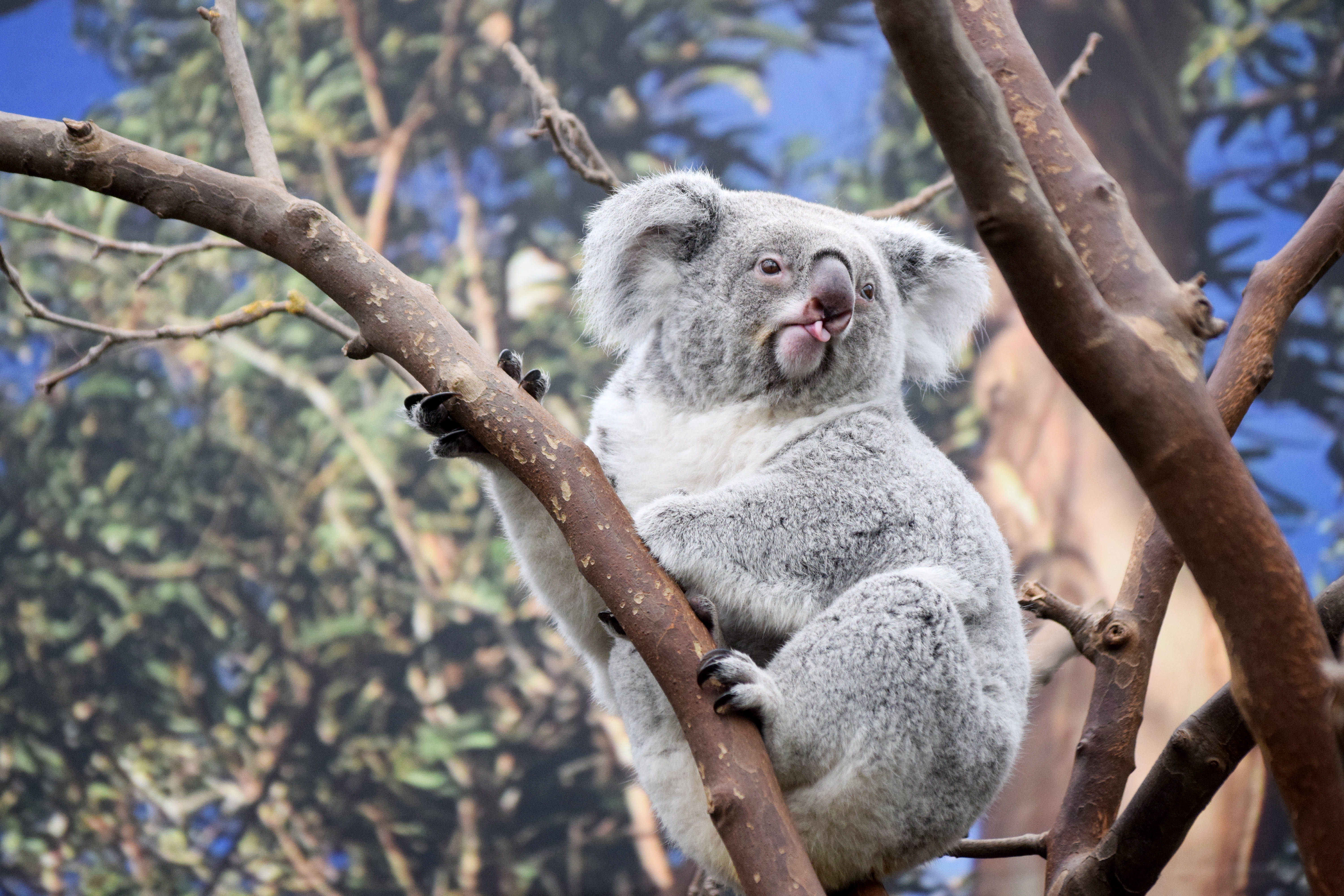 Koala 桌布 壁紙 — 一隻毛茸茸的無尾熊伸出舌頭抓緊樹枝，背景是綠色樹葉和藍天。