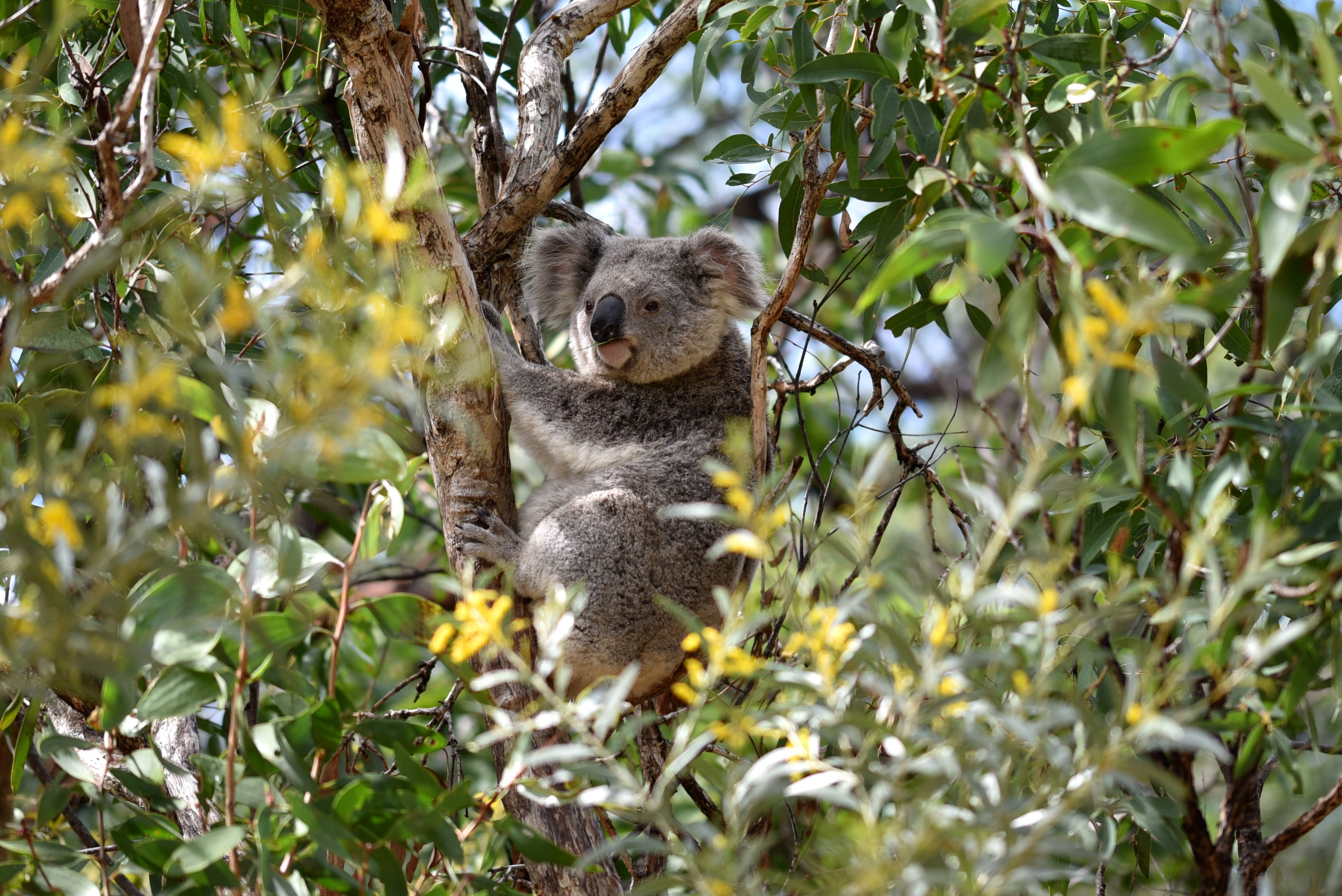 Koala 桌布 壁紙 — 一隻毛茸茸的無尾熊在明亮的日光下緊緊抓住被綠葉和黃花包圍的樹枝。