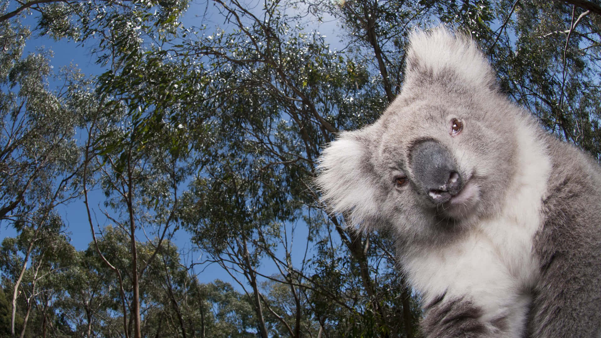 Koala 桌布 壁紙 — 一隻毛茸茸的無尾熊在明亮的藍天下好奇地從尤加利樹間探出頭來。