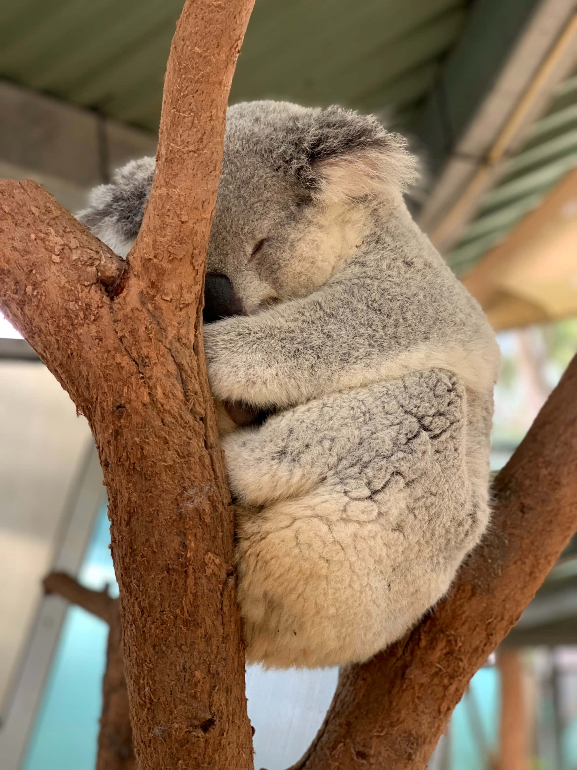 Koala Bear 桌布 壁紙 — 一隻毛茸茸的無尾熊在柔和的自然光下，蜷縮在遮蔽屋頂下的樹枝上睡覺。