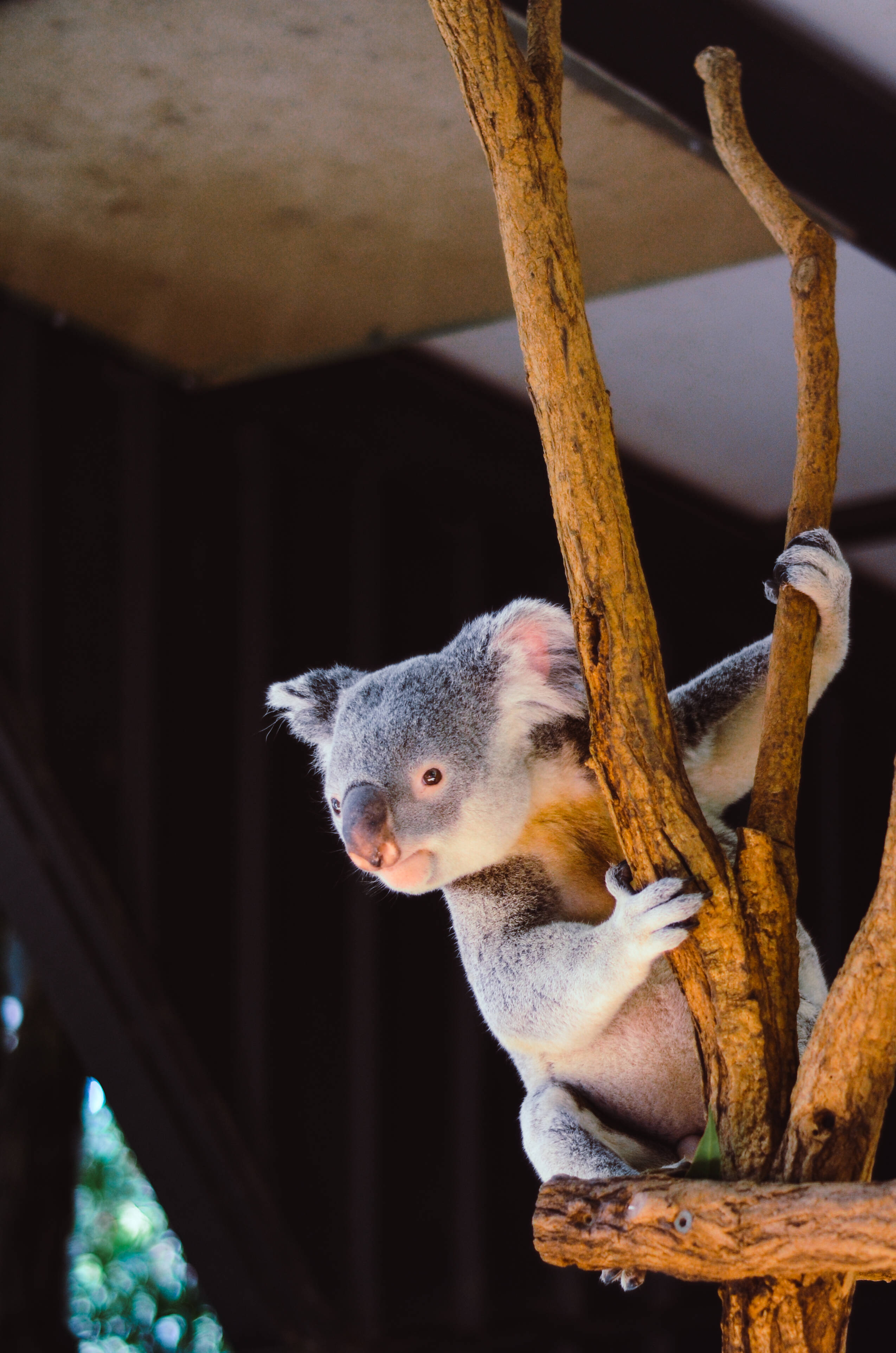 Koala 桌布 壁紙 — 一隻毛茸茸的無尾熊在柔和的自然光下，緊貼著一個有遮蓋屋頂下的樹枝。