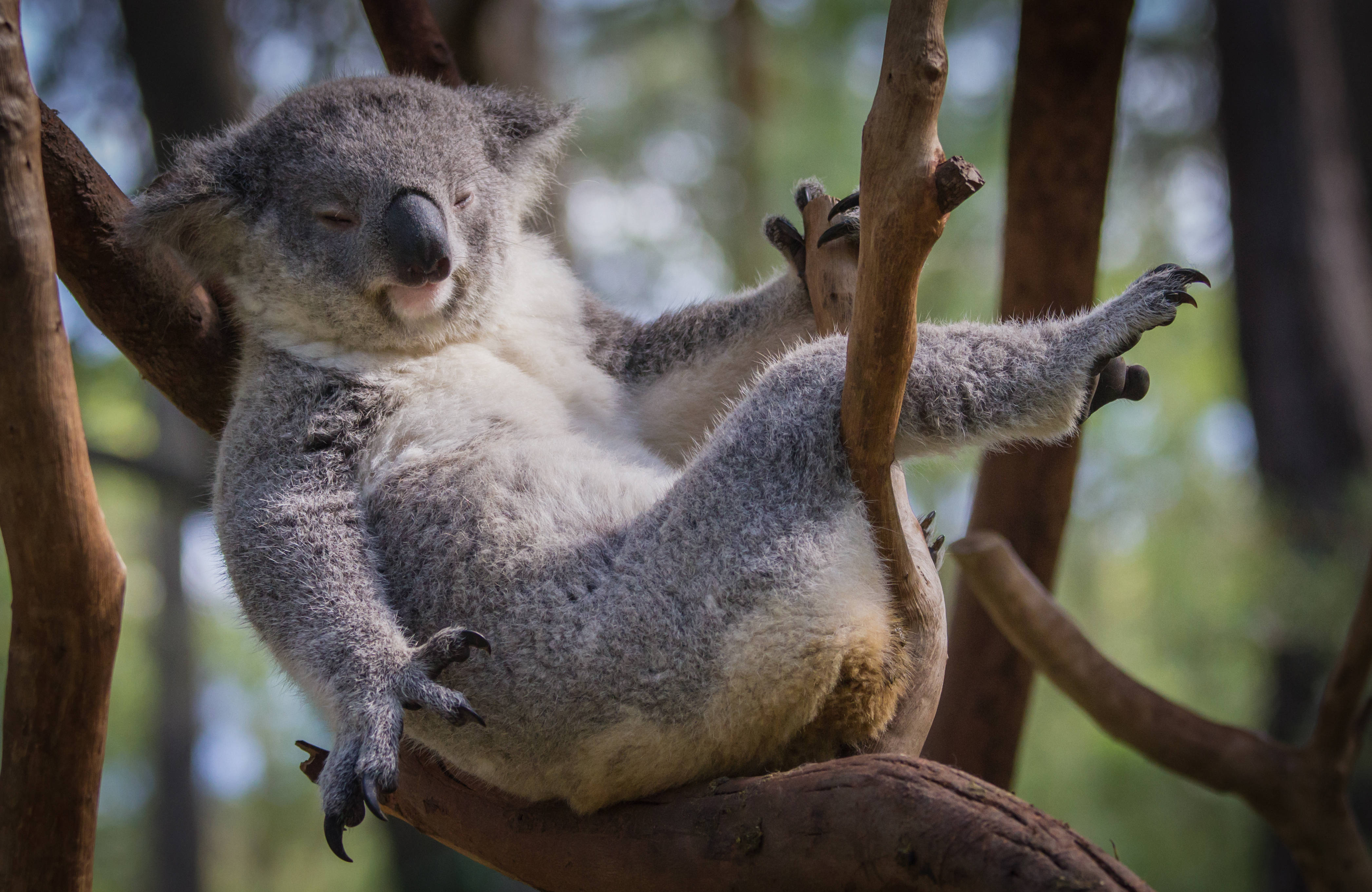 Koala 桌布 壁紙 — 一隻毛茸茸的無尾熊在樹枝上蜷縮著安睡，眼睛閉上，爪子放鬆。