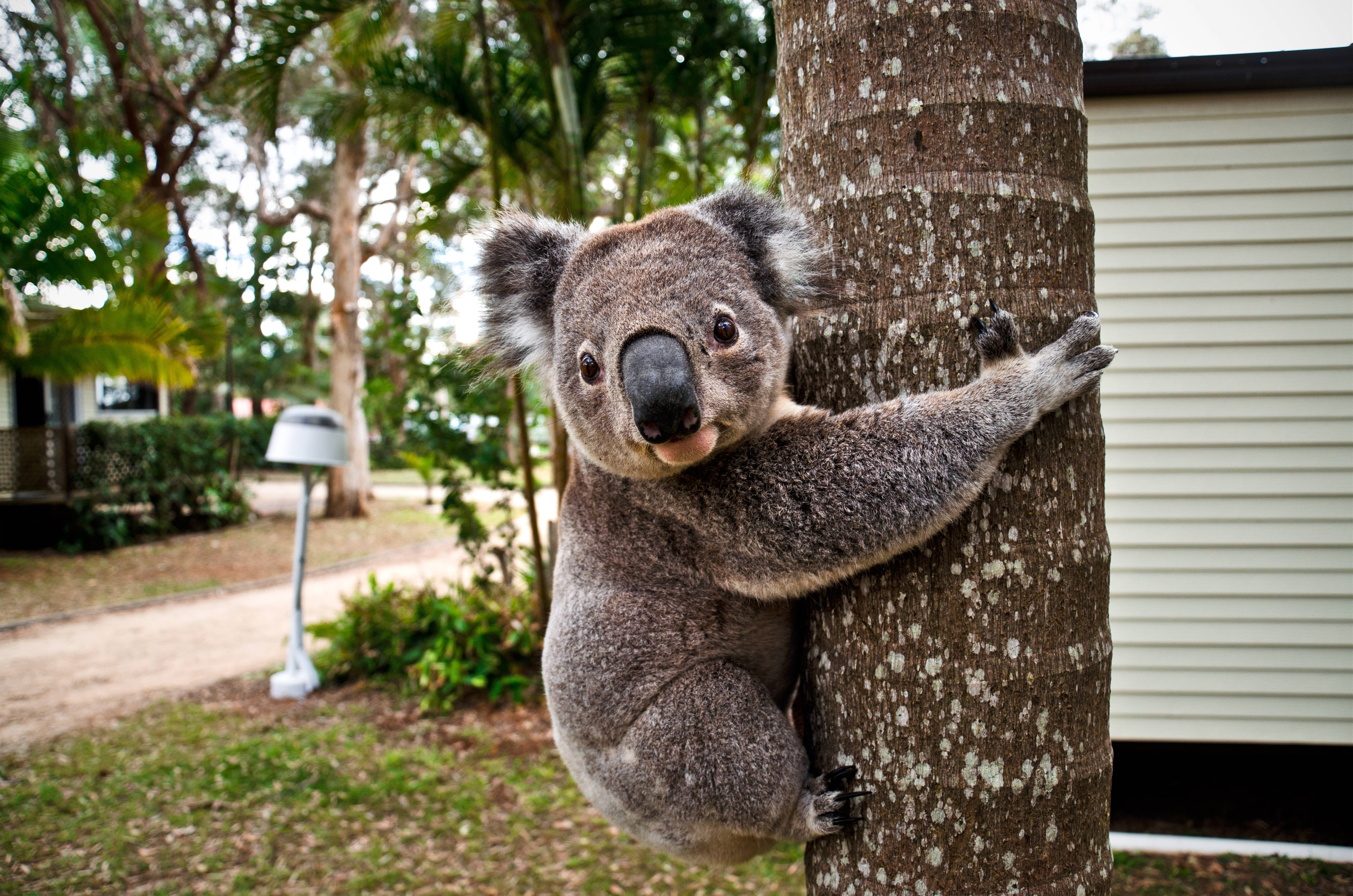 Koala 桌布 壁紙 — 一隻毛茸茸的無尾熊在翠綠的後院環境中，帶著好奇的目光緊抓著樹幹。