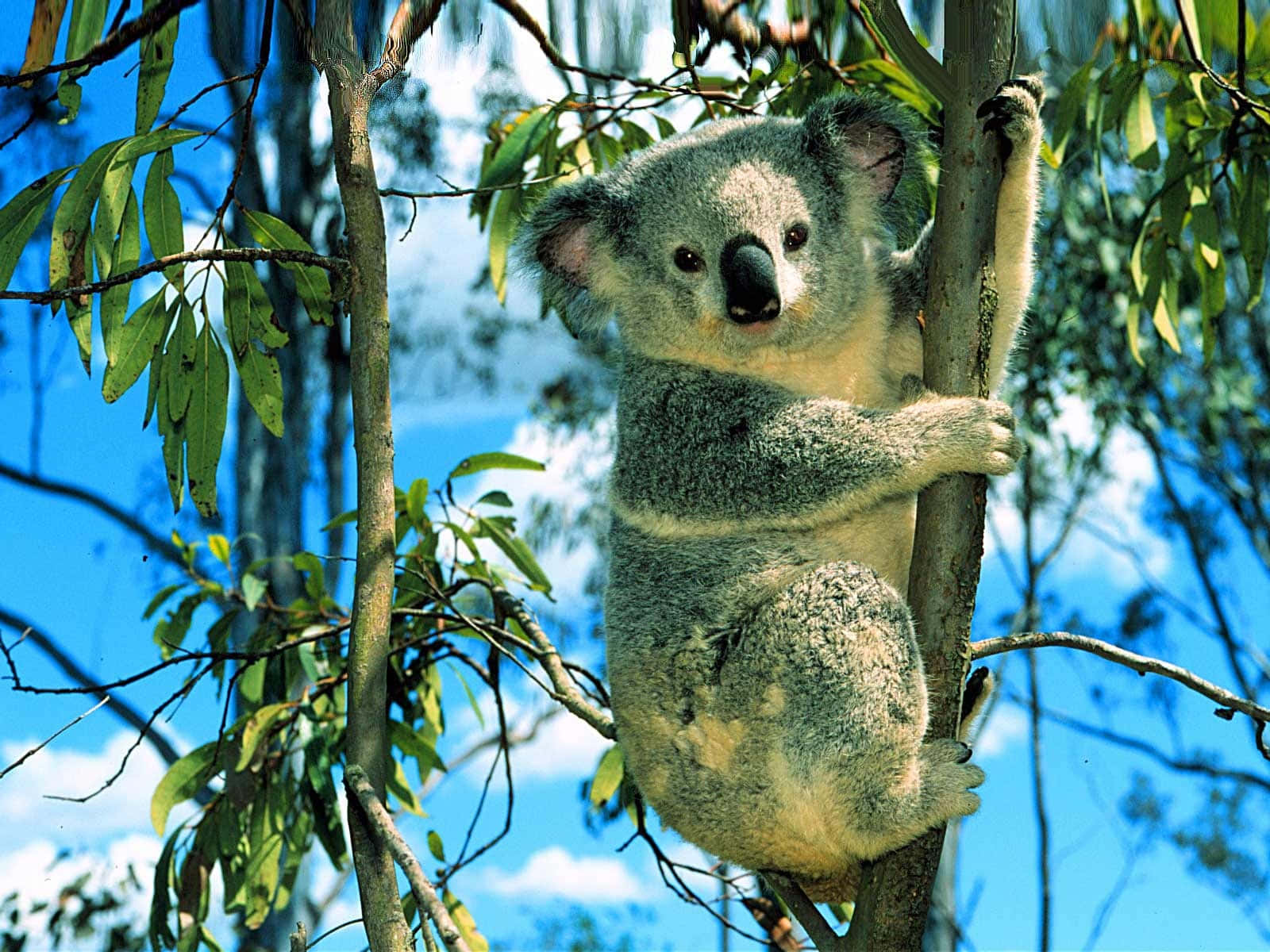 Koala Bear 桌布 壁紙 — 一隻毛茸茸的無尾熊在藍天白雲下的綠葉之間抓住樹枝。