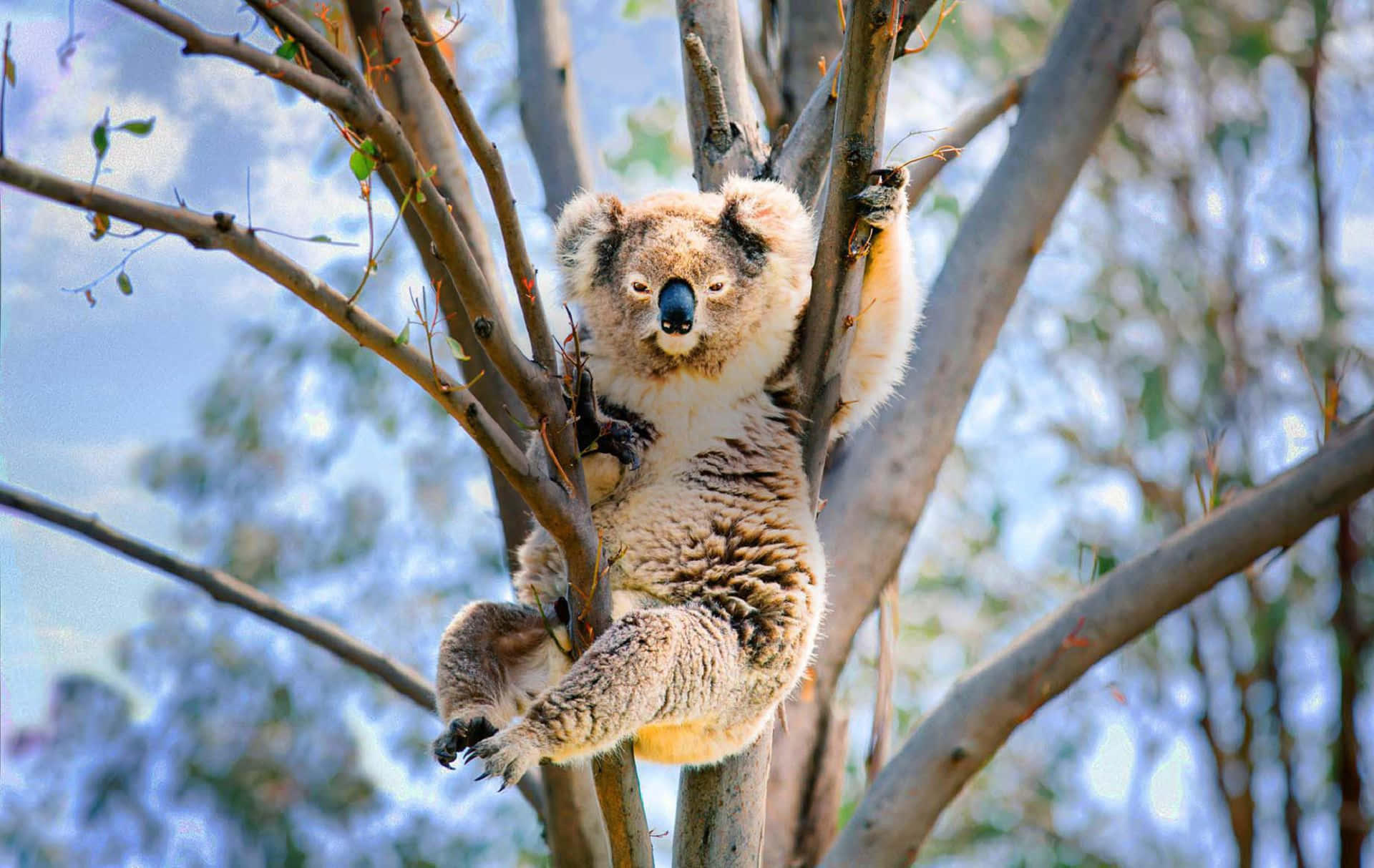 Koala 桌布 壁紙 — 一隻毛茸茸的無尾熊在藍天白雲下緊抓樹枝。