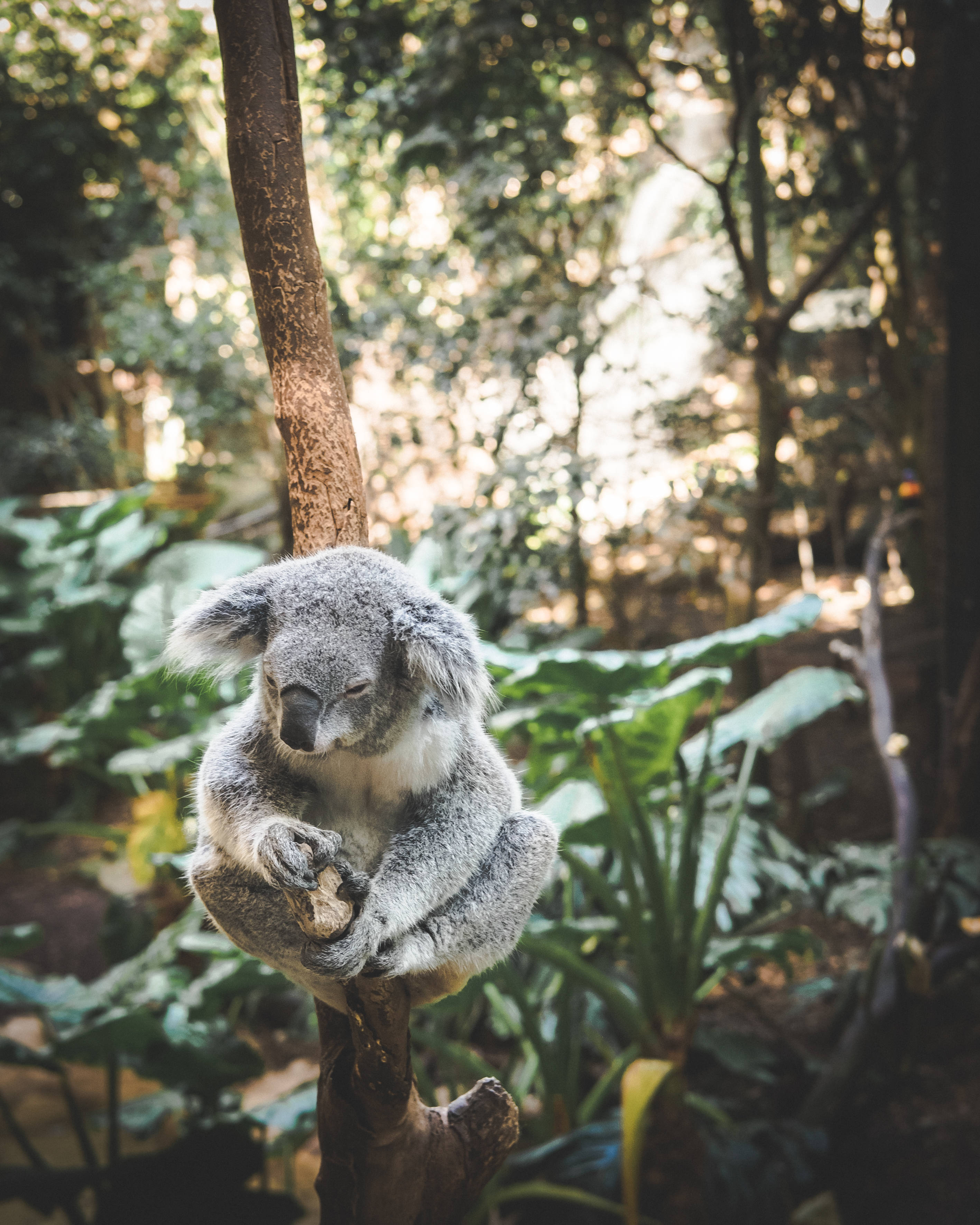 Koala 桌布 壁紙 — 一隻毛茸茸的無尾熊在陽光斑駁、綠葉茂盛的森林中，安詳地蜷縮在樹枝上睡覺。
