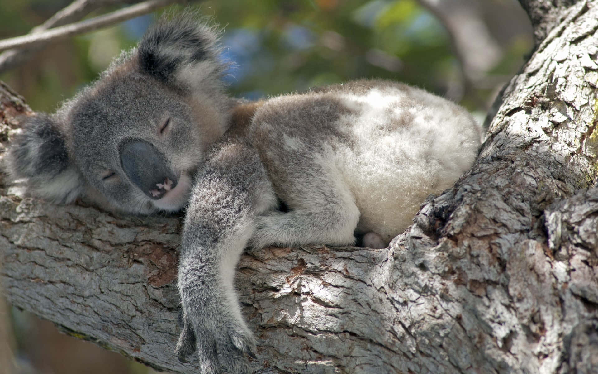 Koala 桌布 壁紙 — 一隻毛茸茸的無尾熊在陽光照耀的樹枝上蜷縮著，柔軟的毛髮和閉上的眼睛，安詳地睡著。