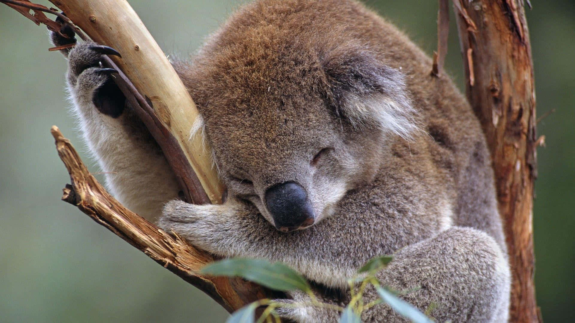 Koala 桌布 壁紙 — 一隻毛茸茸的無尾熊安詳地蜷縮在樹枝上睡覺，擁有柔軟的棕色毛髮和閉上的眼睛。
