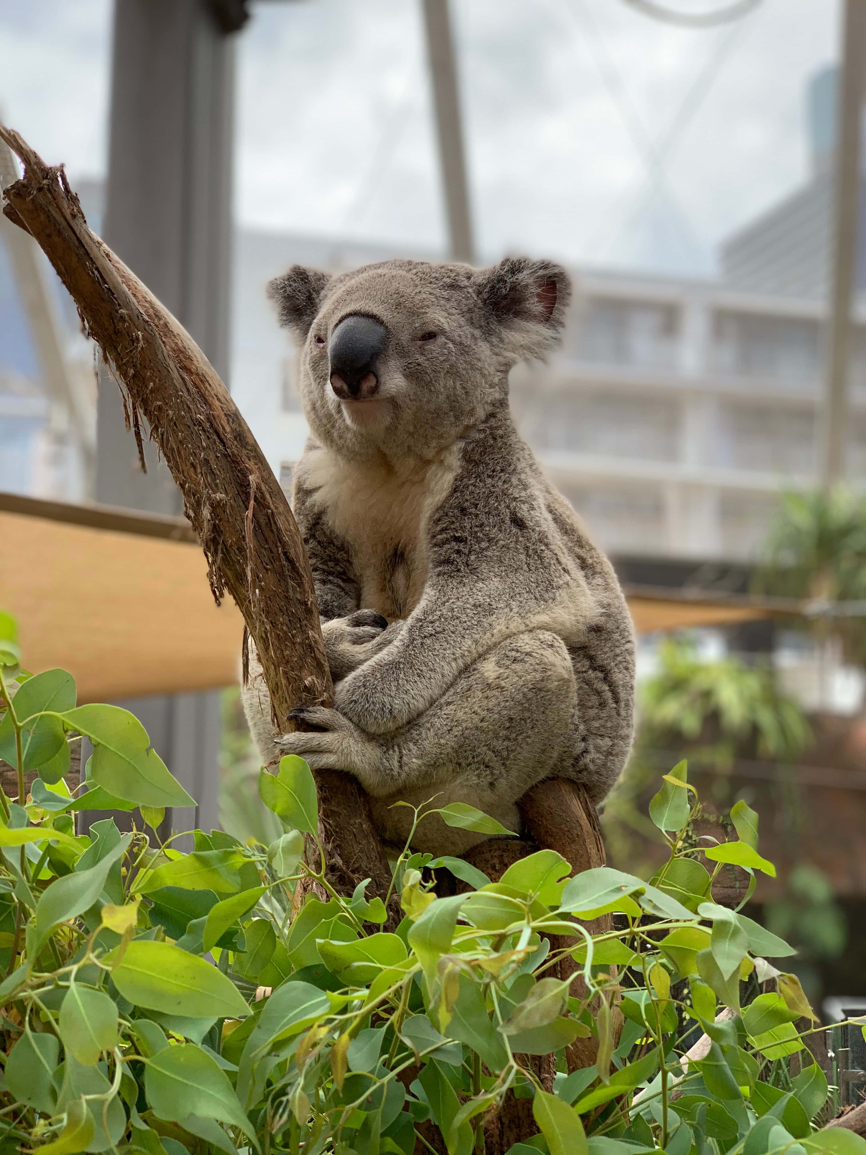 Koala 桌布 壁紙 — 一隻毛茸茸的無尾熊平靜地棲息在尤加利樹枝上，周圍是茂密的綠葉，身處玻璃圍封的棲息地。