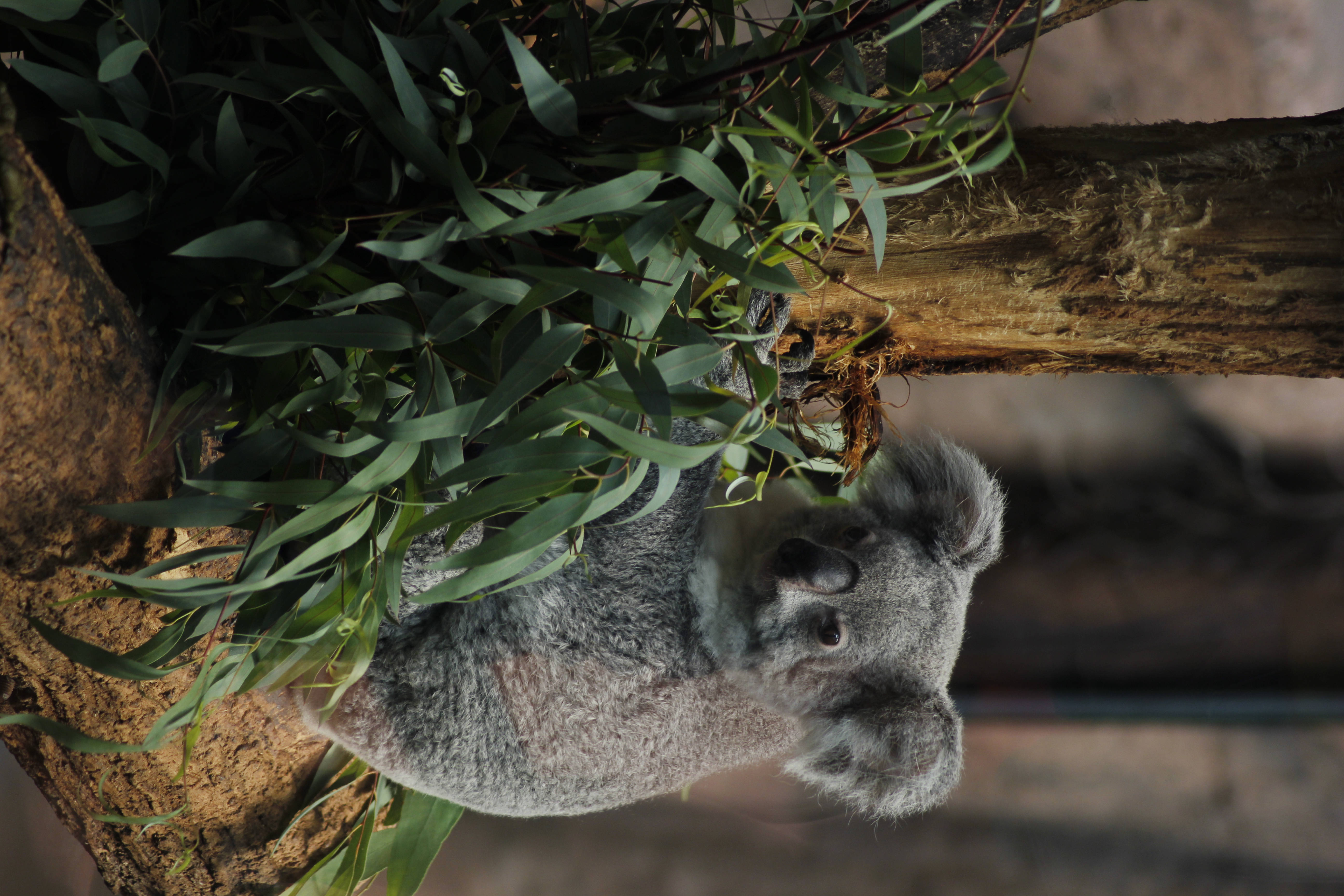 Koala 桌布 壁紙 — 一隻毛茸茸的無尾熊緊抓著尤加利樹枝，周圍是茂密的綠葉，在自然主義的環境中。