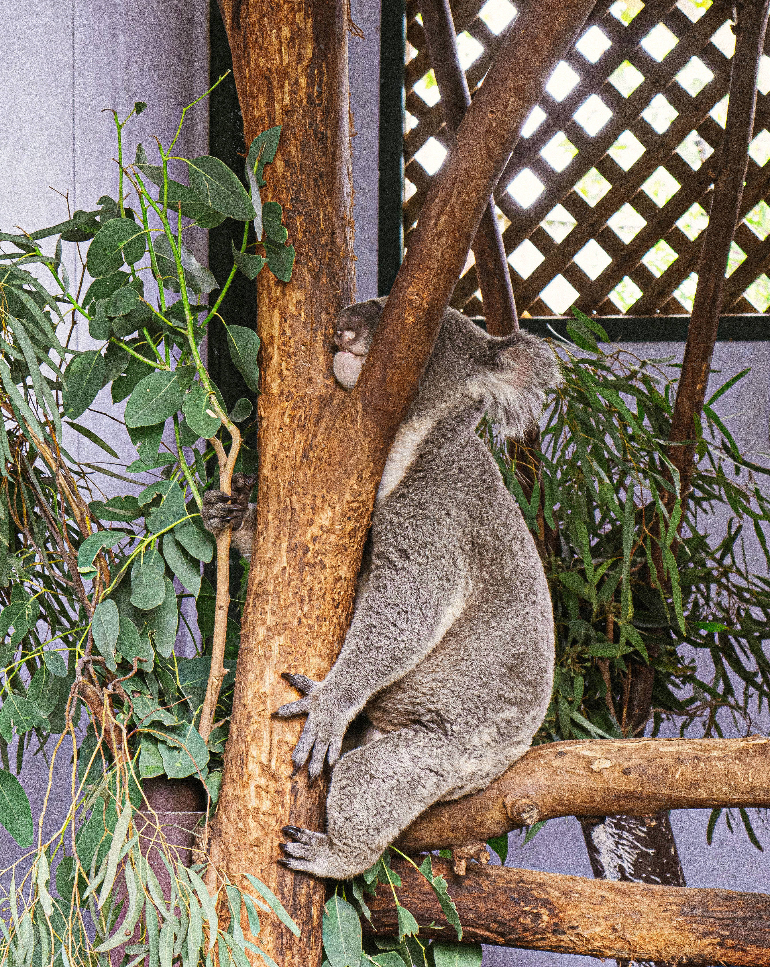 Koala 桌布 壁紙 — 一隻毛茸茸的無尾熊緊抓著樹幹，周圍是綠色的尤加利樹葉，在一個自然主義的圍欄內。