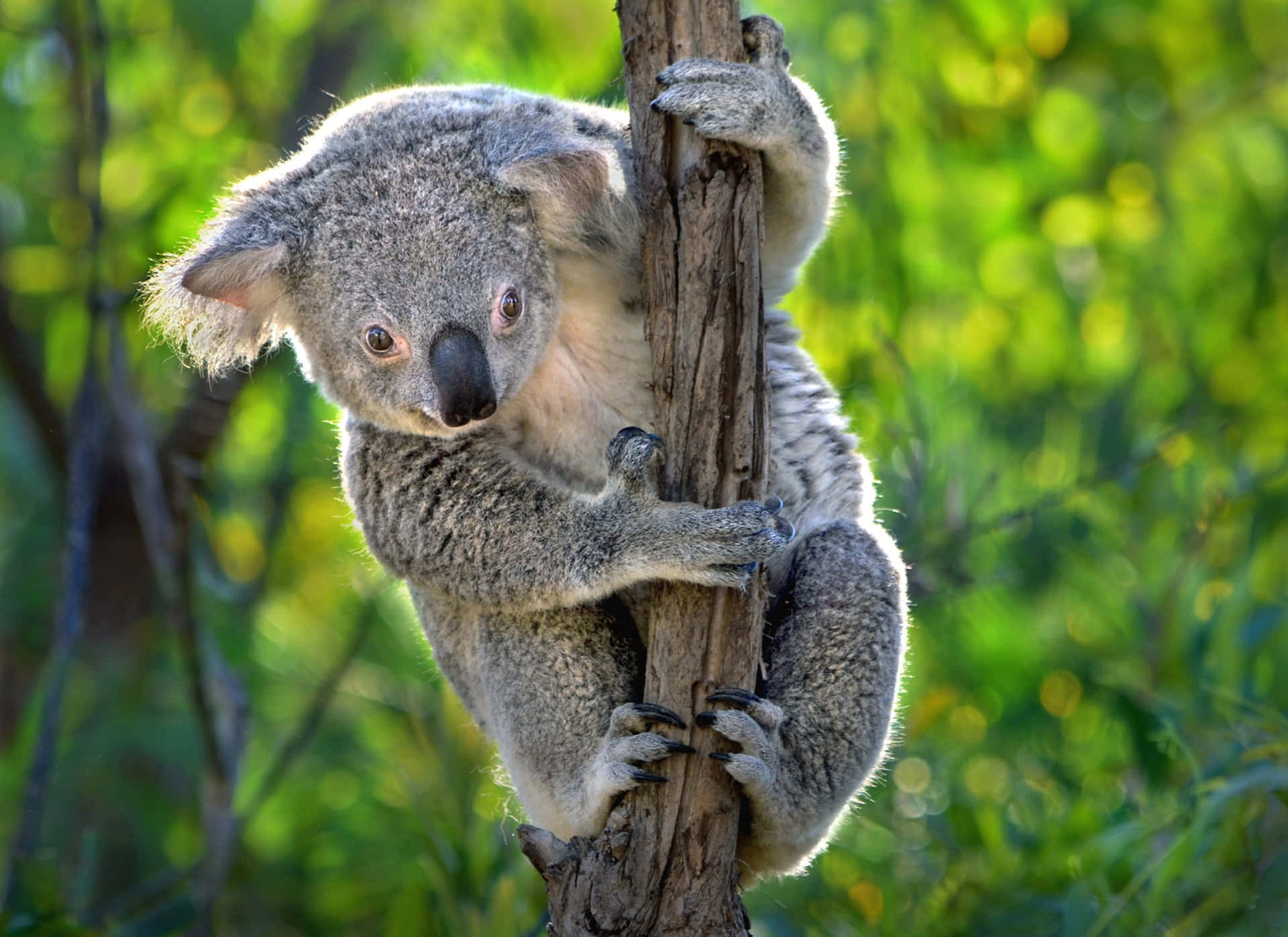 Koala 桌布 壁紙 — 一隻毛茸茸的無尾熊緊抓著樹幹，背景是模糊的鮮綠色樹葉。