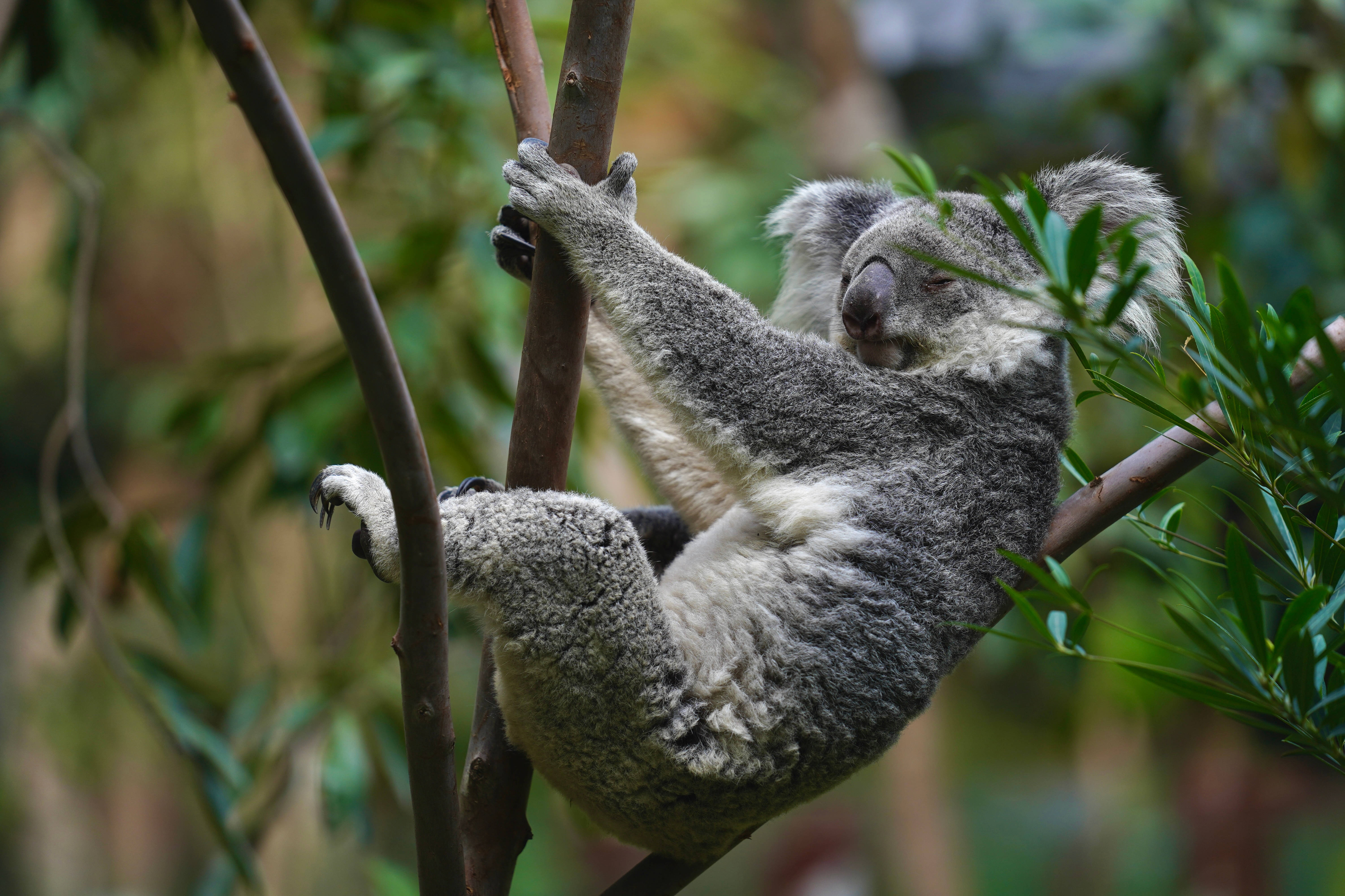 Koala 桌布 壁紙 — 一隻毛茸茸的無尾熊緊抓著樹枝，周圍是茂密的綠色樹葉，在寧靜的森林環境中。