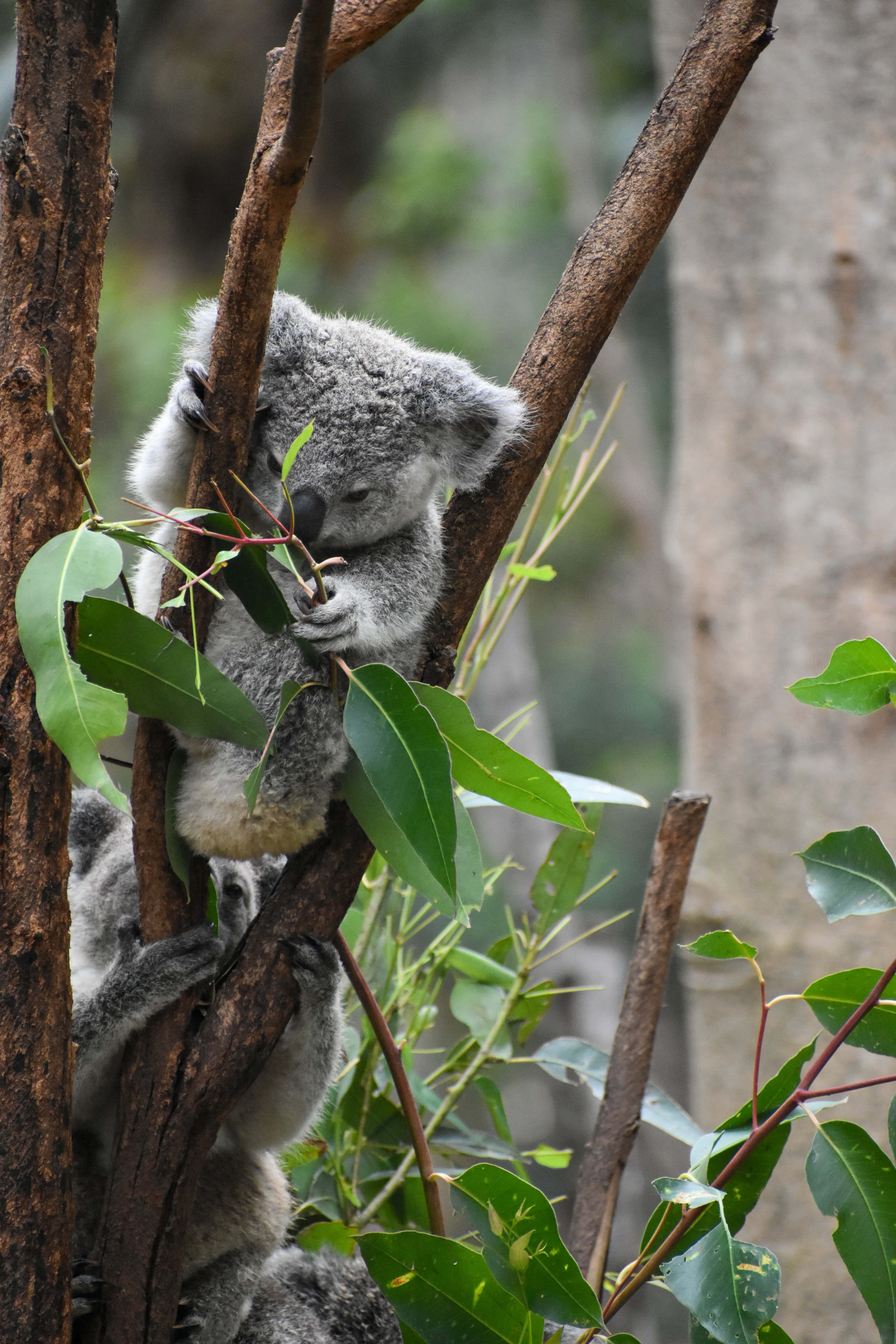 Koala 桌布 壁紙 — 一隻毛茸茸的無尾熊緊抓著樹枝，周圍是天然森林環境中的綠色桉樹葉。