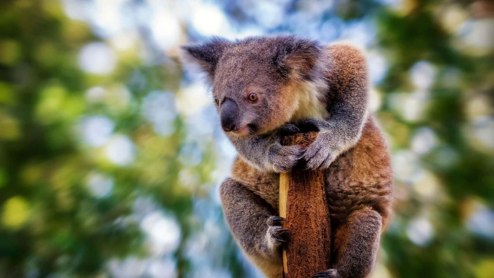 Koala 桌布 壁紙 — 一隻毛茸茸的無尾熊緊抓著樹枝，背景是鮮綠的樹葉和柔焦的藍天。