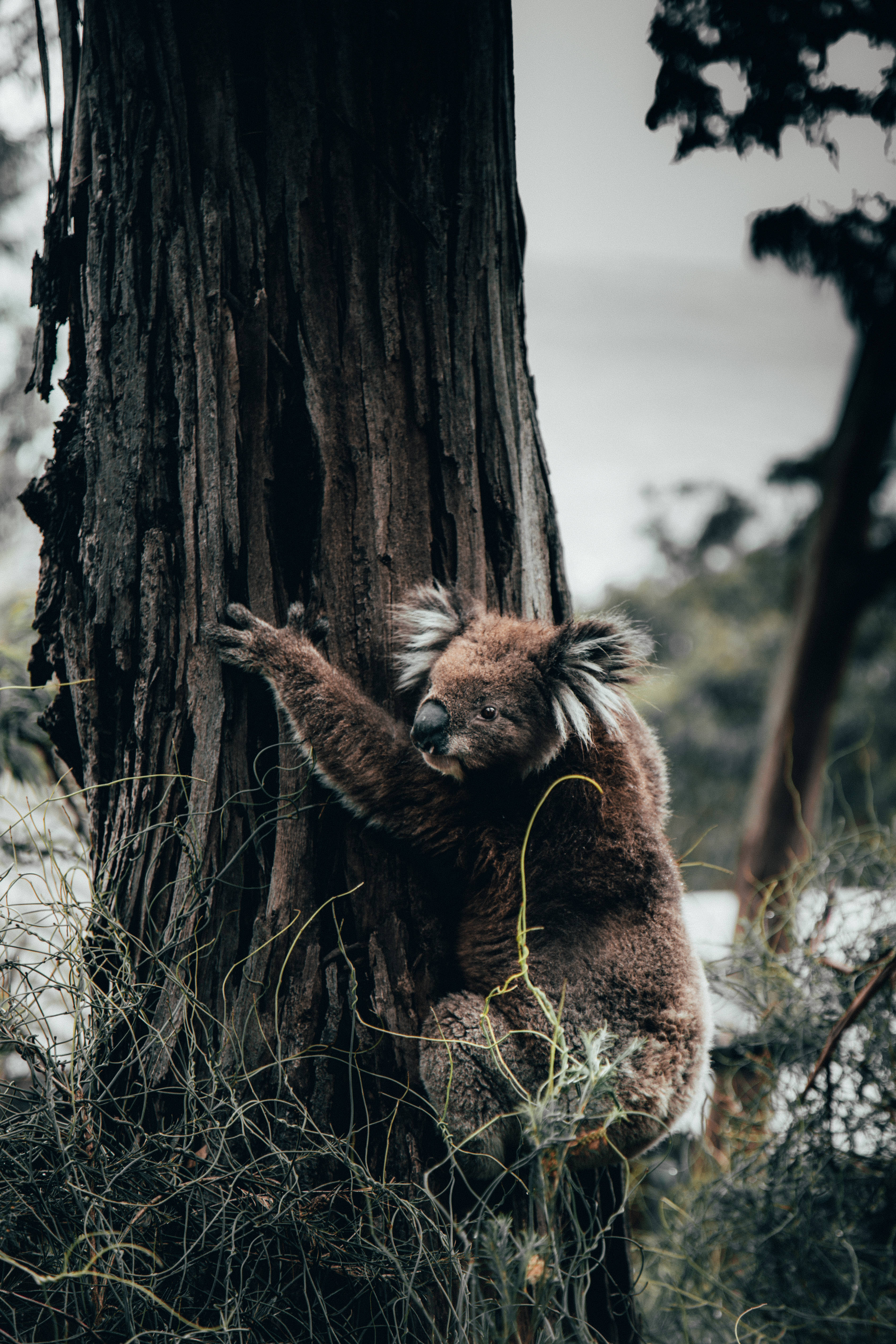 Koala 桌布 壁紙 — 一隻毛茸茸的無尾熊緊抓著粗糙的樹幹，身處迷霧森林，色調柔和淡雅。