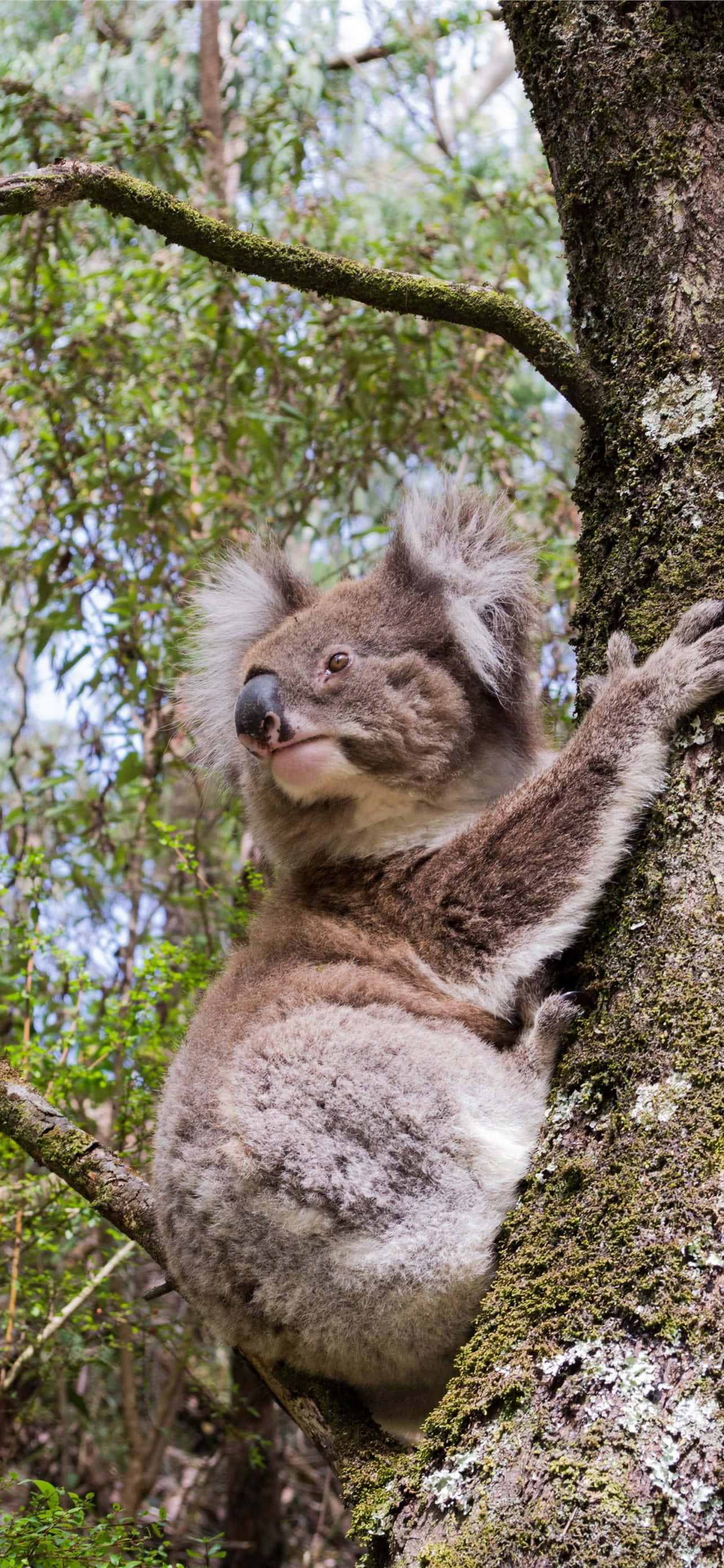 Koala 桌布 壁紙 — 一隻毛茸茸的無尾熊緊抓著長滿苔蘚的樹幹，身處陽光明媚、綠葉柔軟的桉樹林中。