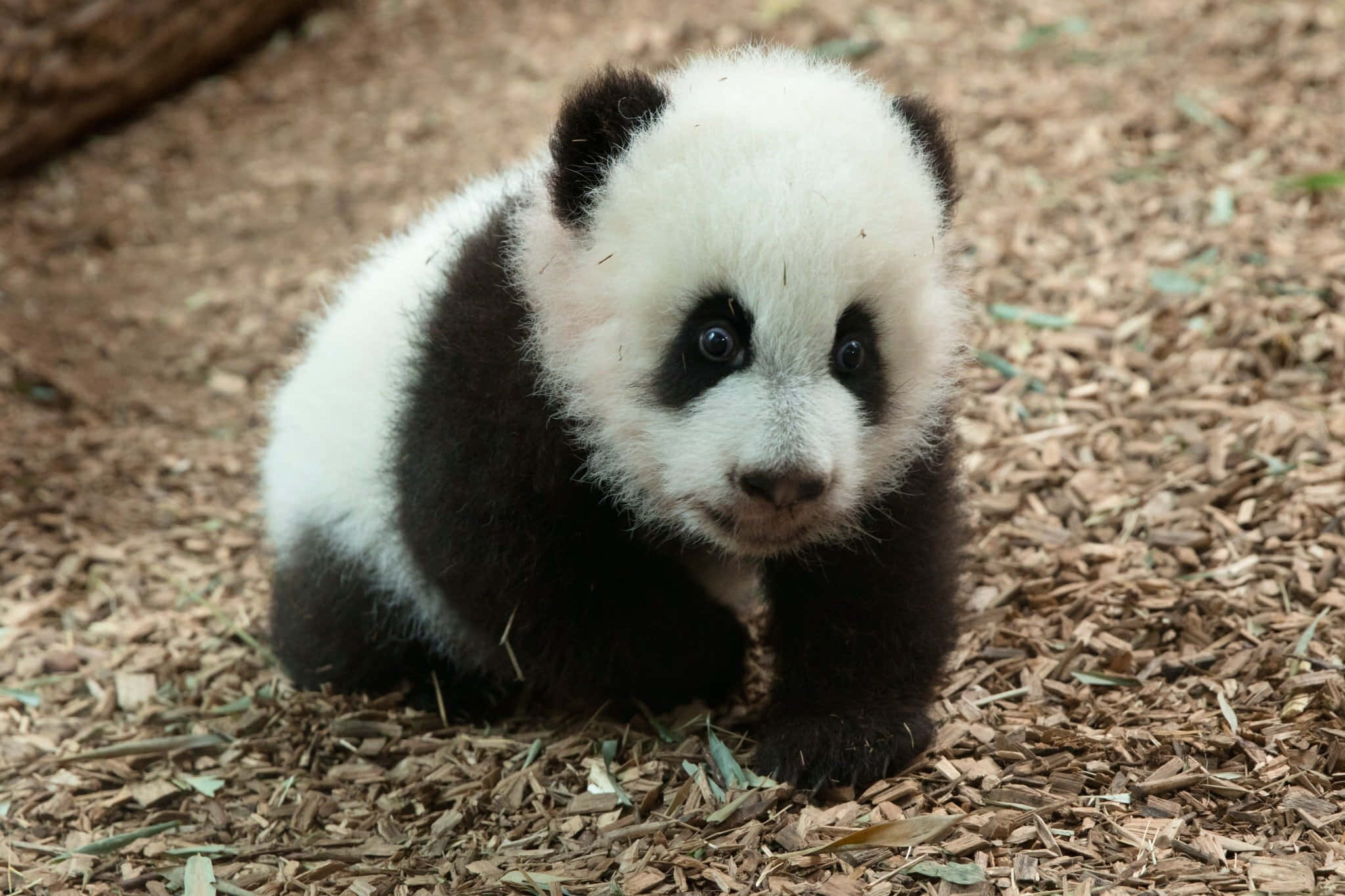 Zoo Animal 桌布 壁紙 — 一隻毛茸茸的熊貓寶寶，有大黑眼睛，坐在木屑地上好奇地看著相機。