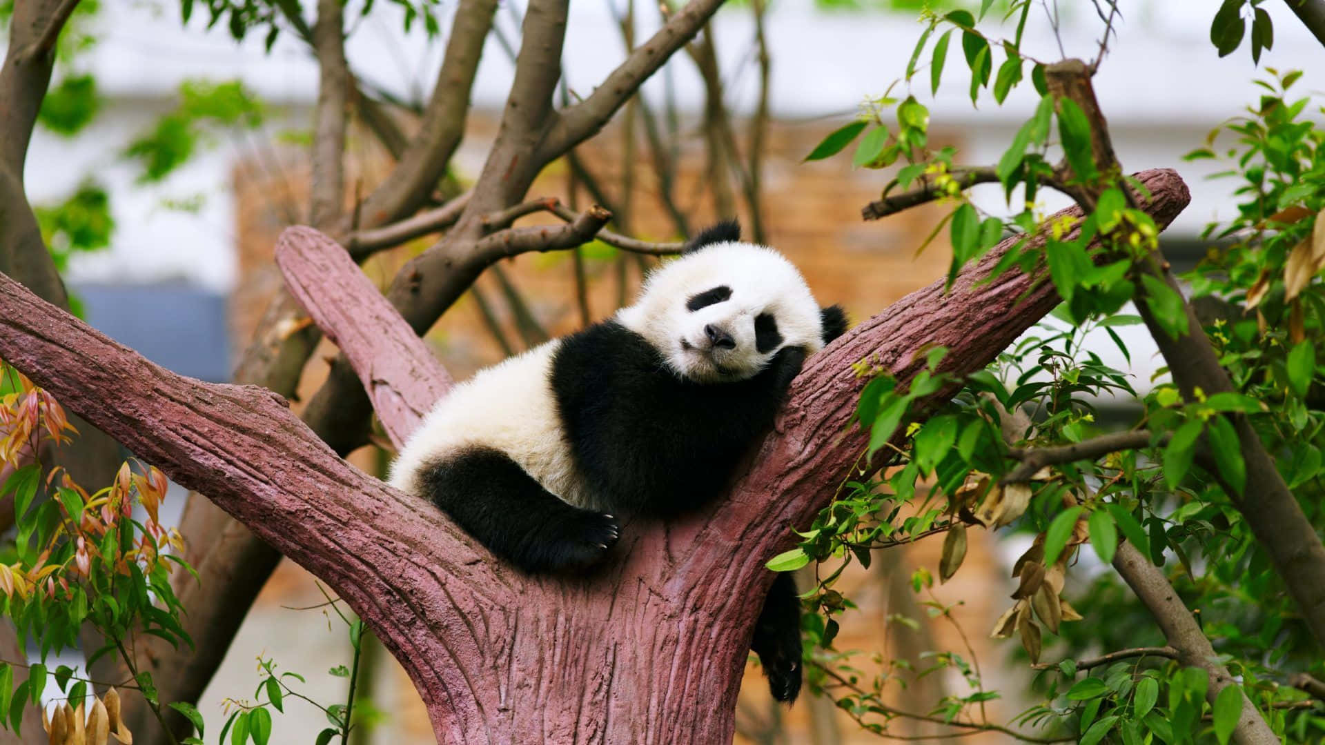 幼年動物 桌布 壁紙 — 一隻毛茸茸的熊貓寶寶在紋理豐富的樹枝上安靜地休息，周圍是茂密的綠葉。