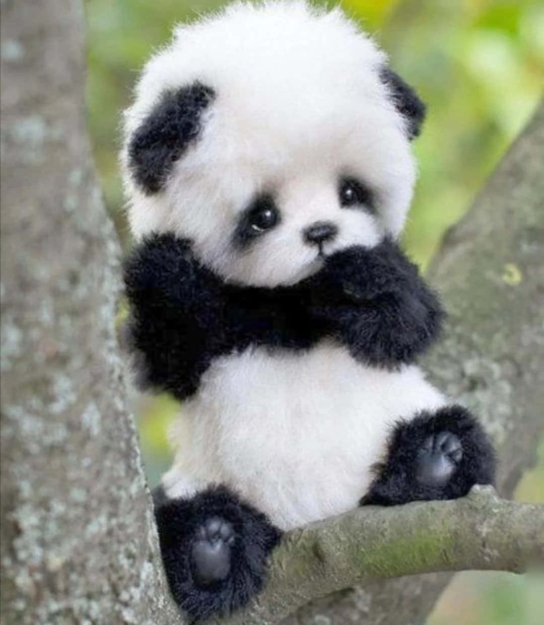 Cute Panda 桌布 壁紙 — 一隻毛茸茸的熊貓寶寶坐在樹枝上，背景有柔軟的綠色樹葉。